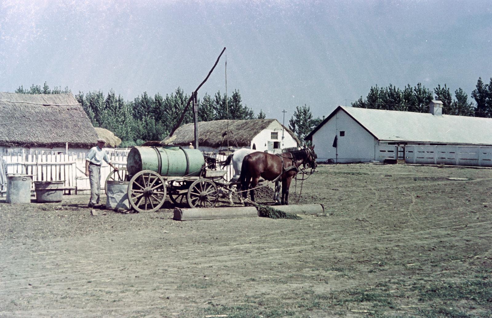 1966, Kovács Gyöngyi, gémeskút, lajtoskocsi, Fortepan #291530