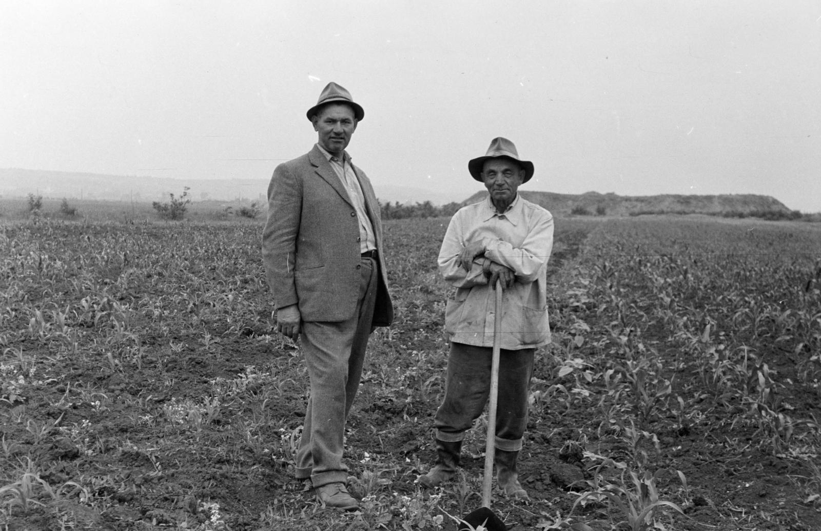 1966, Kovács Gyöngyi, férfiak, kalap, kapa, mezőgazdaság, Fortepan #291567