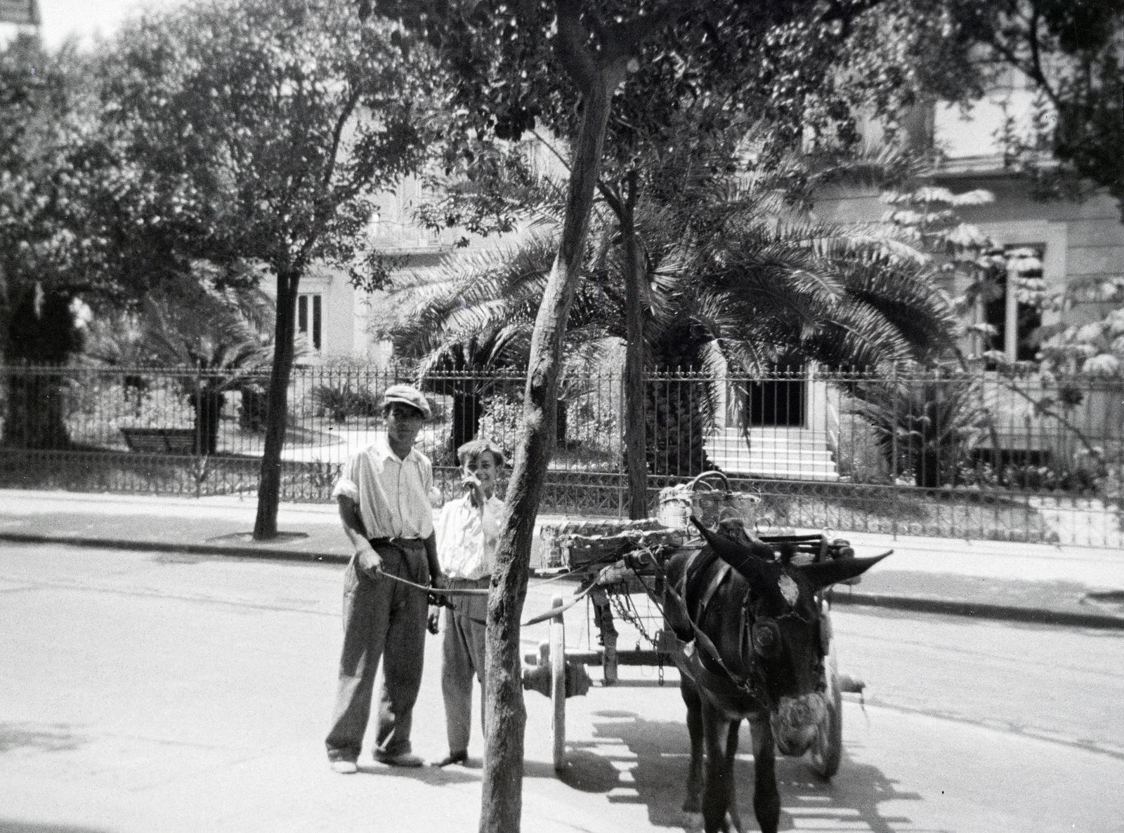 1930, Nagy Emese, donkey, palm tree, cart, Fortepan #291629