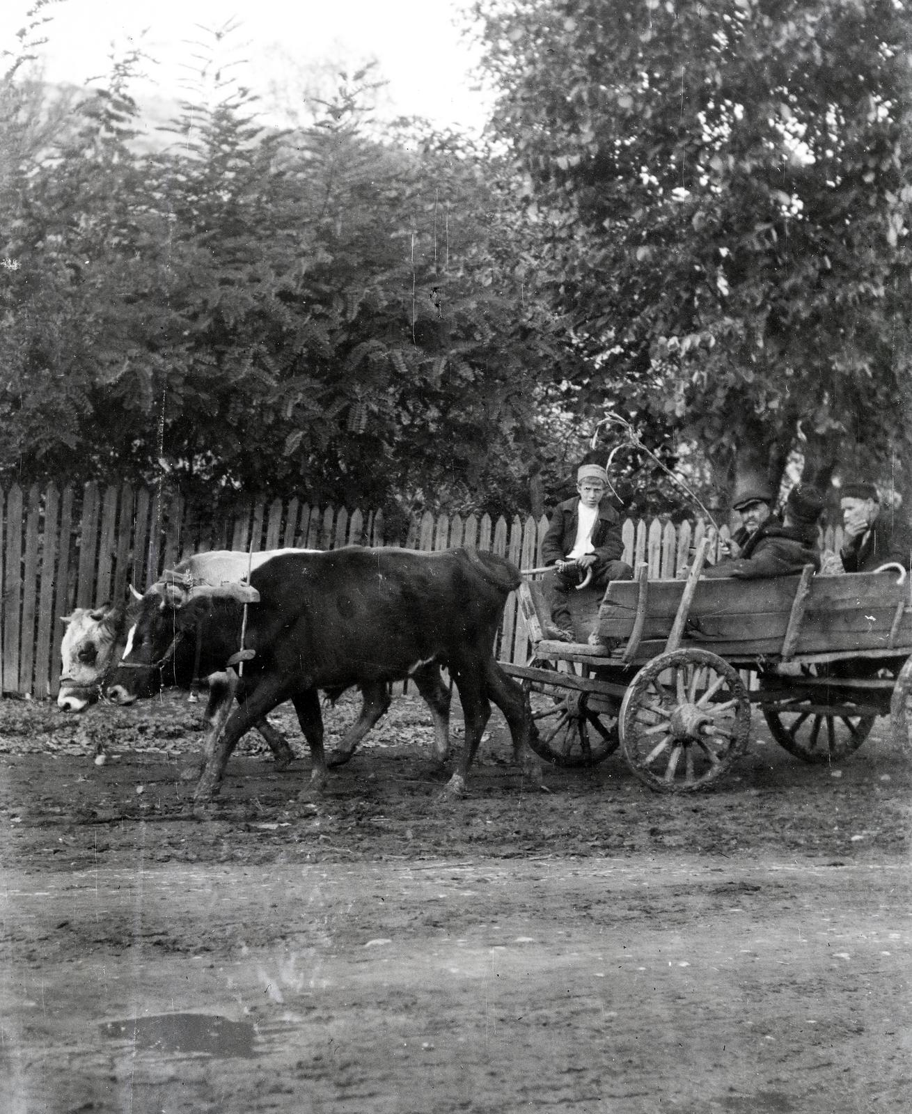 Bulgaria, a felvétel az Országos Magyar Dalosszövetség küldöttségének útján készült., 1933, Nagy Emese, chariot, cattle, Fortepan #291708