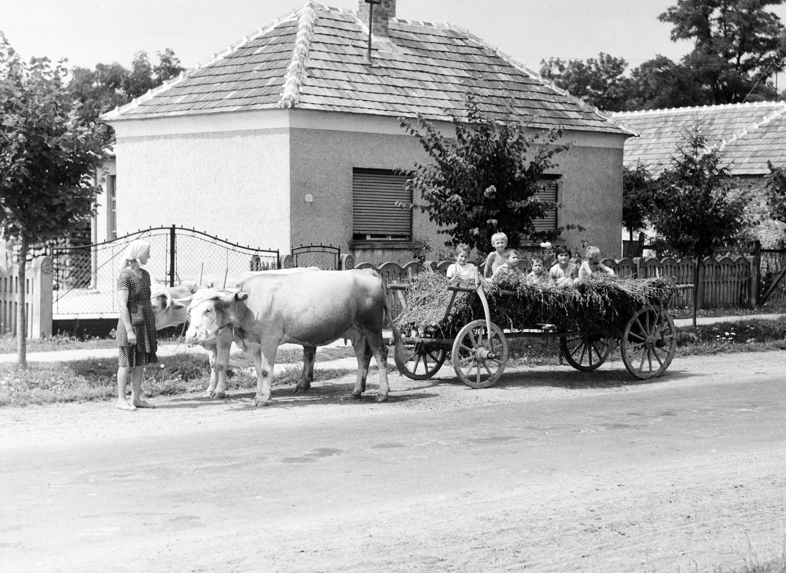 1969, Dusik, chariot, cattle, Fortepan #292224