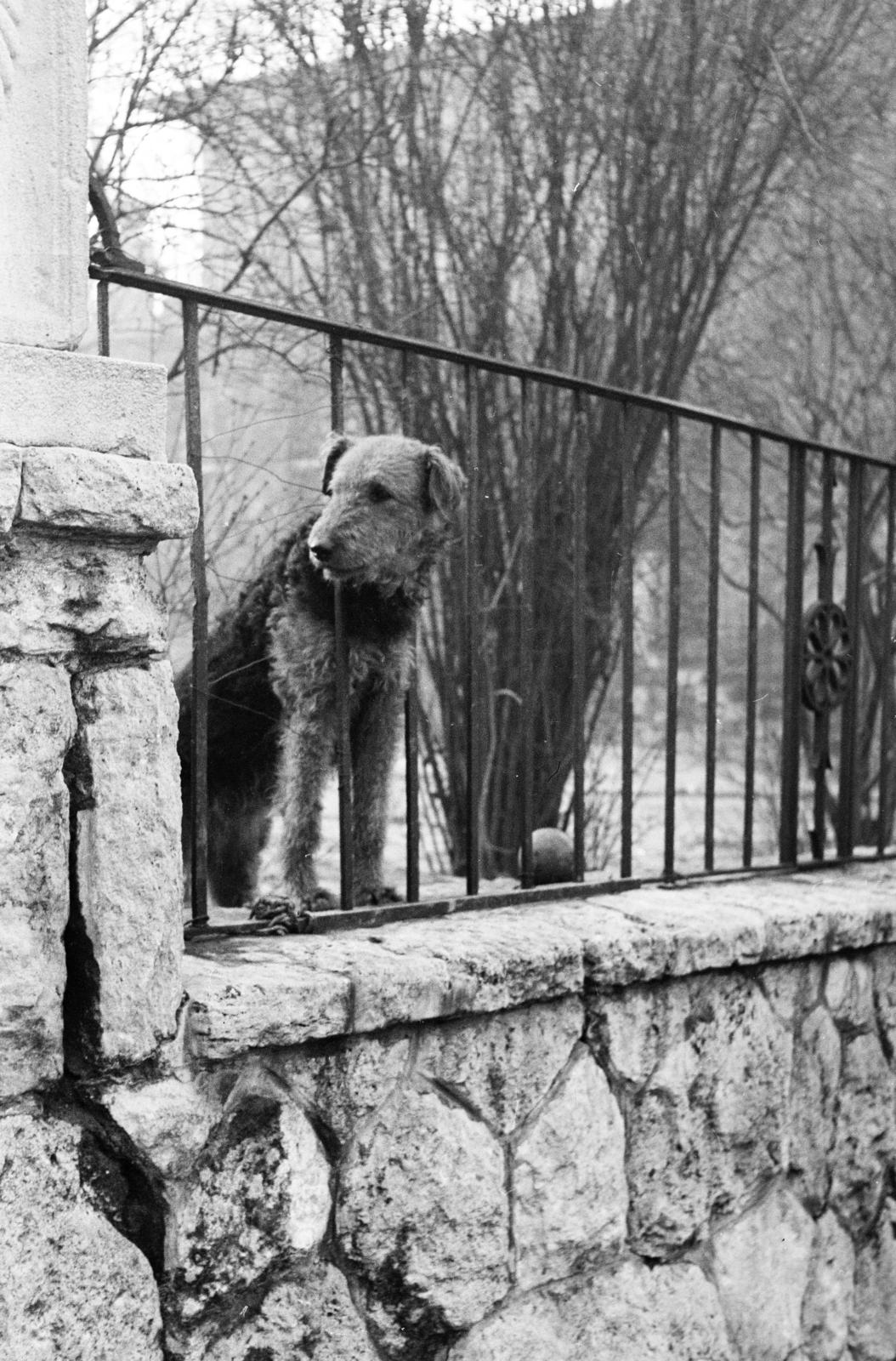 1963, Inkey Tibor, dog, fence, Fortepan #292458