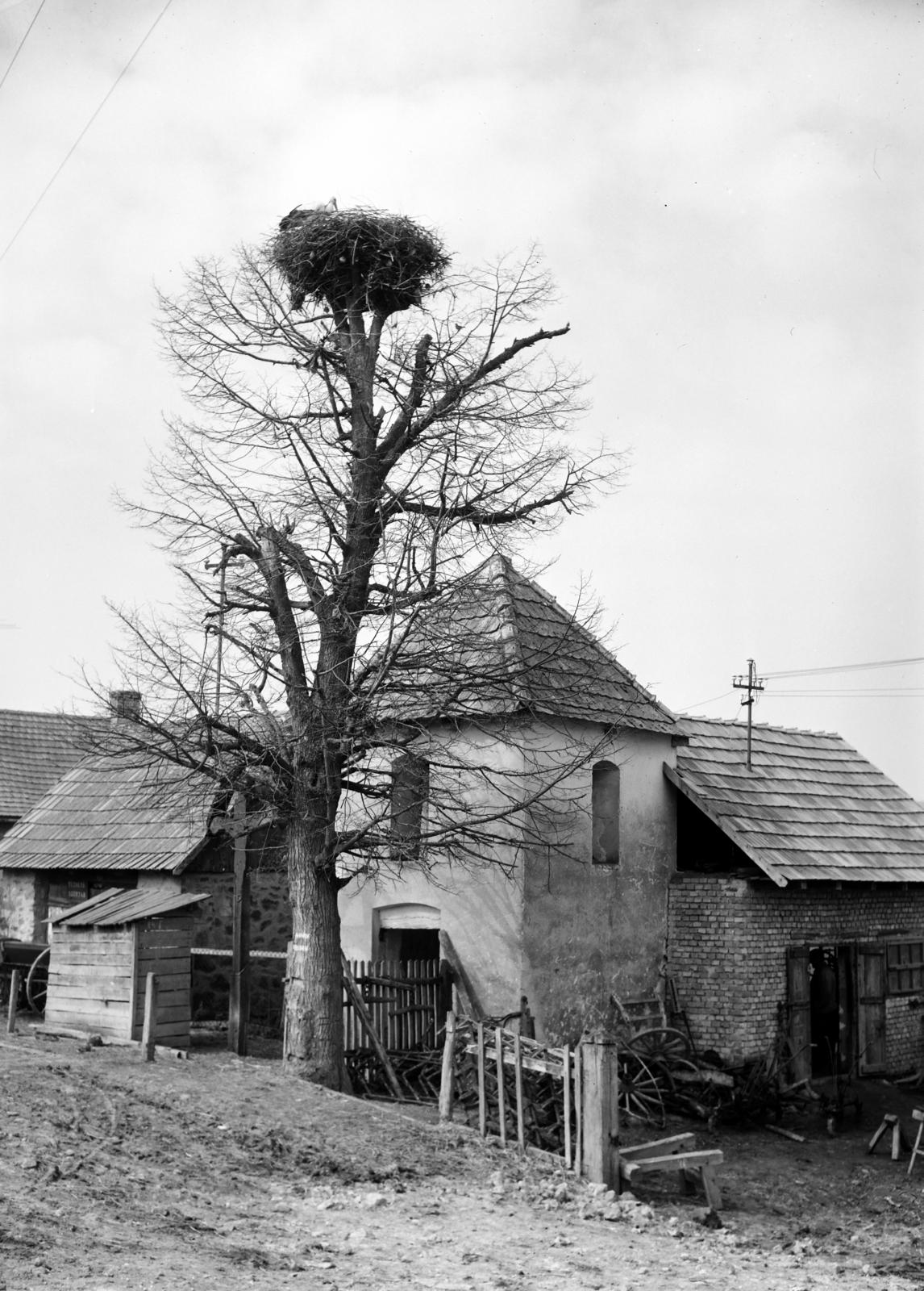 1955, Inkey Tibor, gólyafészek, Fortepan #292766