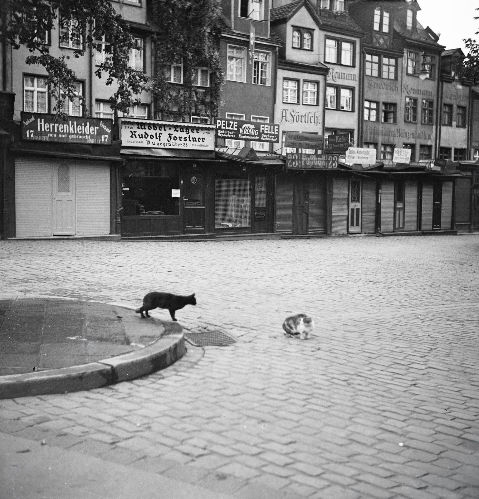 Németország, Nürnberg, Trödelmarkt, sziget a Pegnitz folyón., 1936, Kenderessy Tibor, Best of, macska, Fortepan #292962