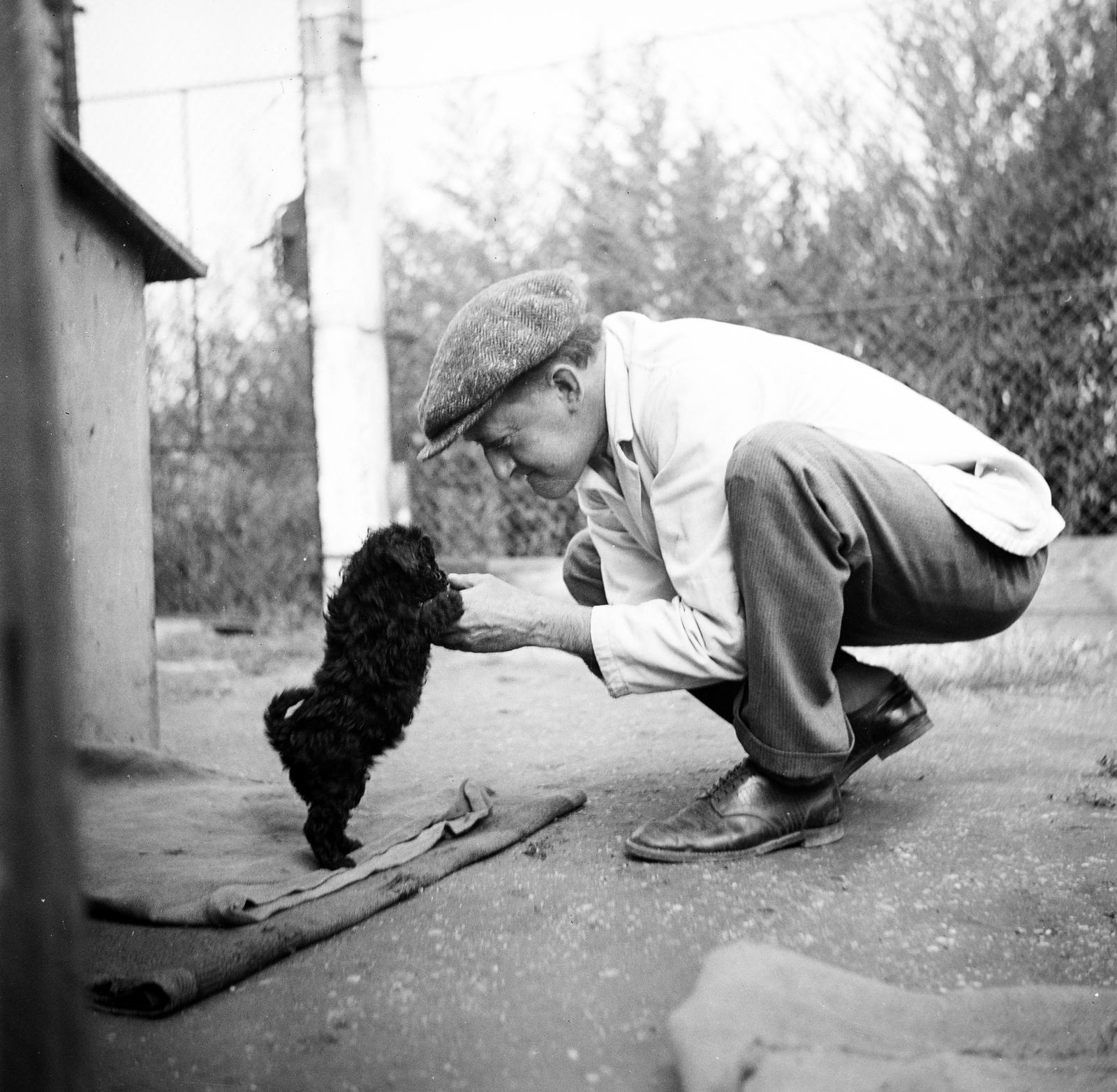 1939, Kenderessy Tibor, Best of, dog, Fortepan #292996