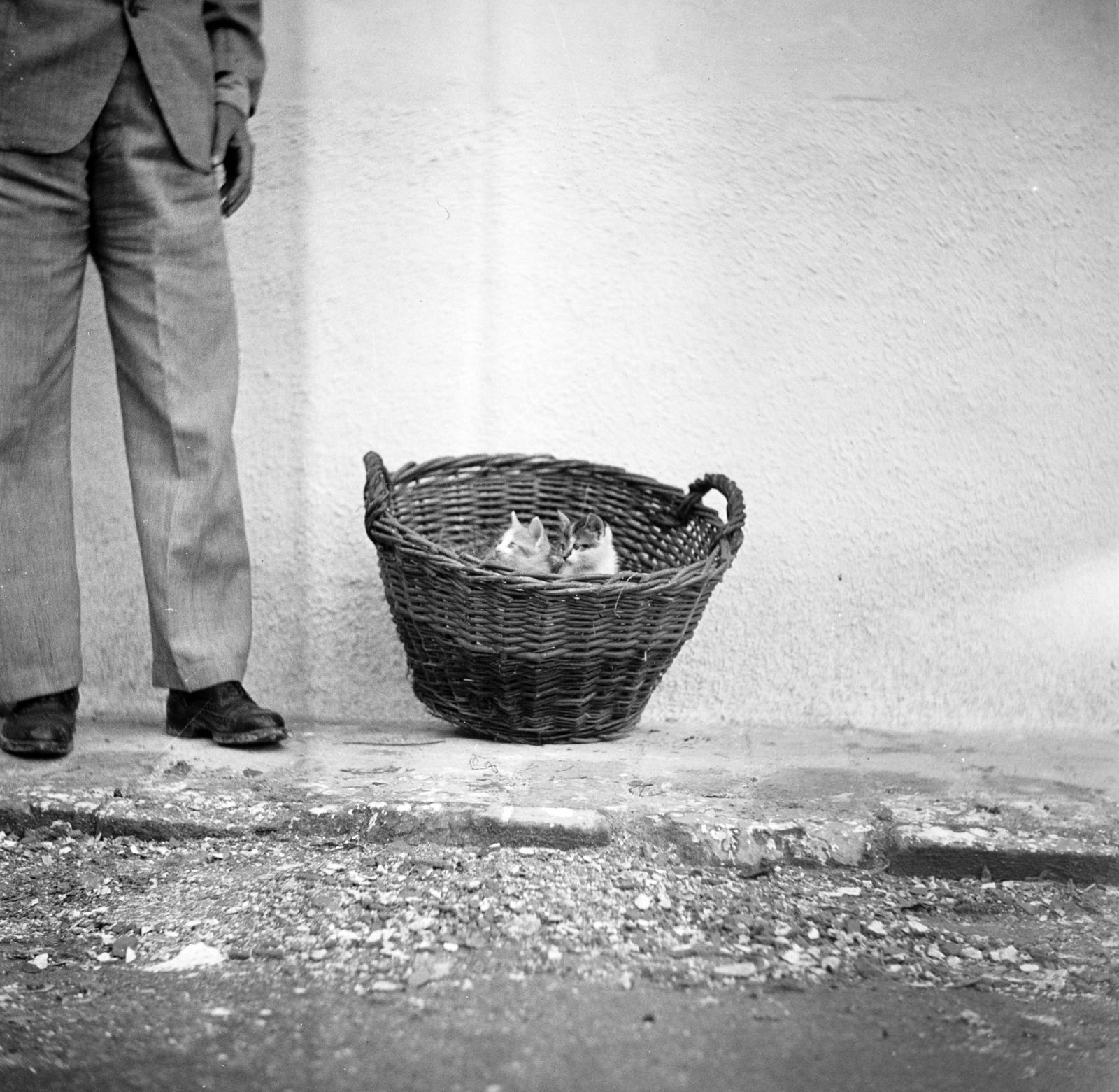 1953, Kenderessy Tibor, basket, cat, Fortepan #293175