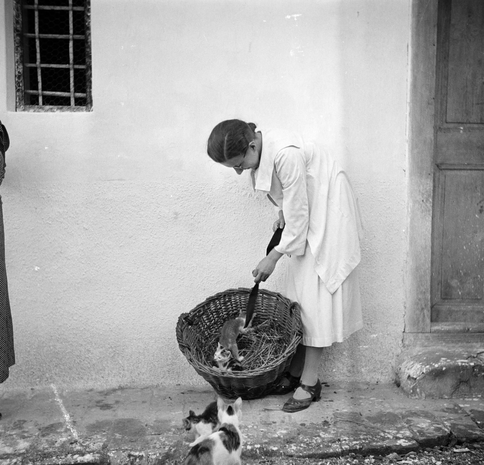 1938, Kenderessy Tibor, Best of, cat, Fortepan #293179