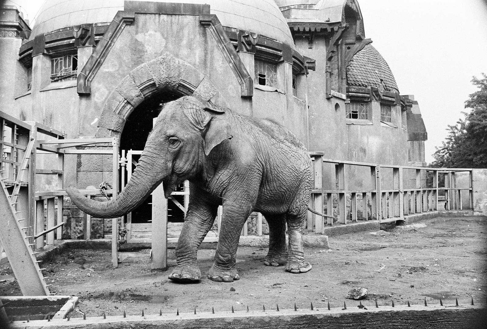 Hungary, Zoo, Budapest XIV., 1974, Mezei Attila, Budapest, Fortepan #293232