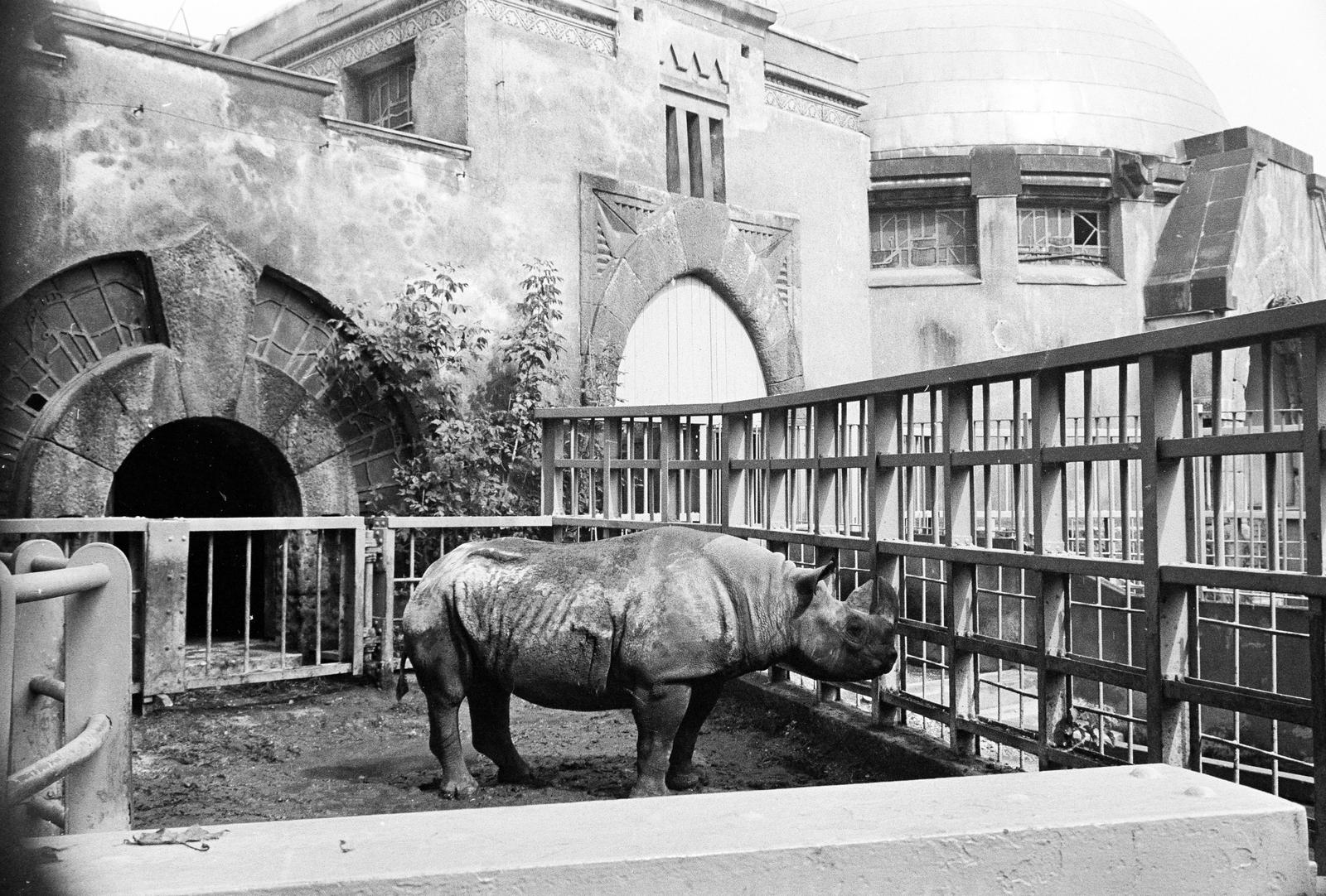 Hungary, Zoo, Budapest XIV., 1974, Mezei Attila, zoo, Budapest, Fortepan #293233