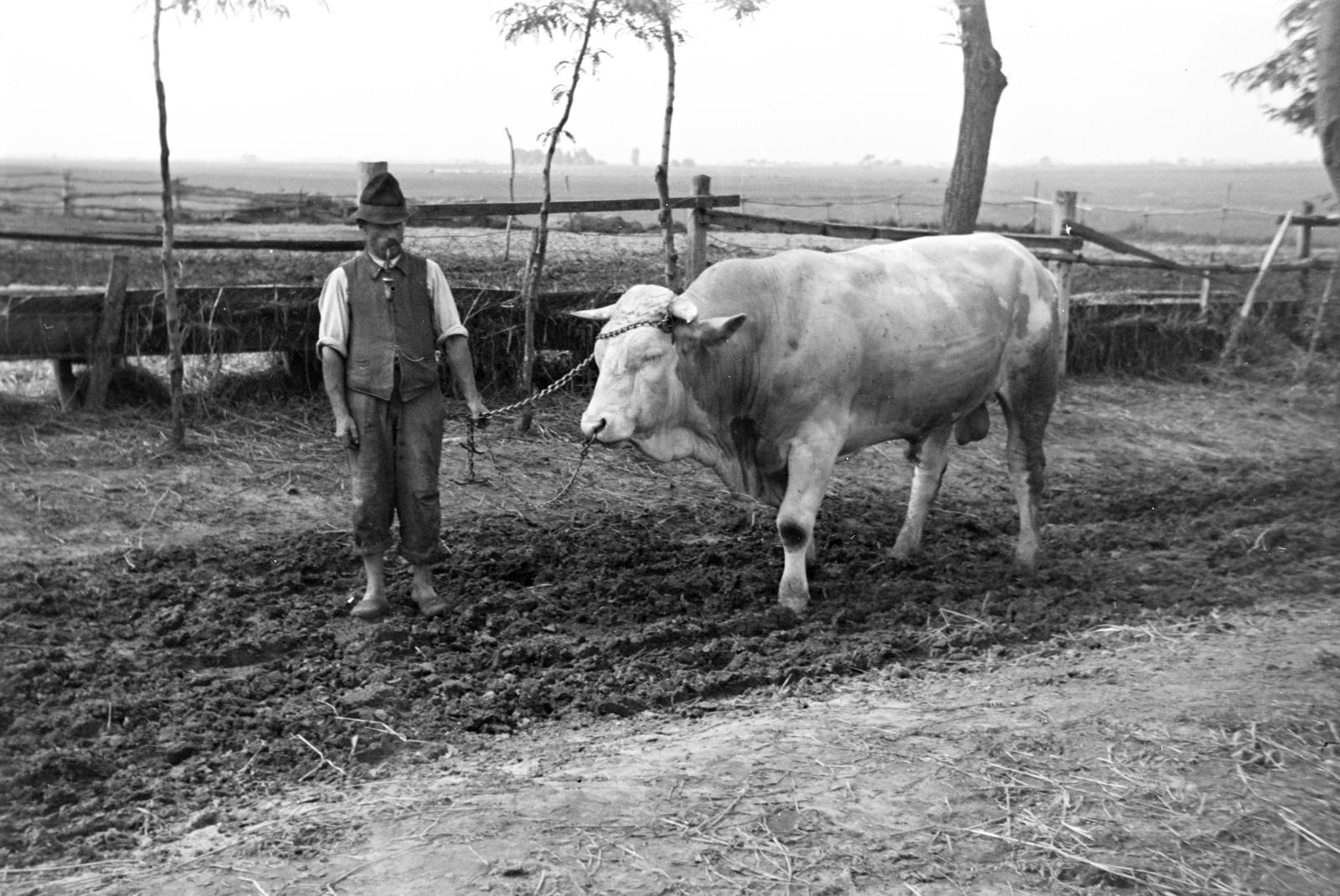1954, Kárpát Vilmos, bull, peasant, agriculture, Fortepan #293473