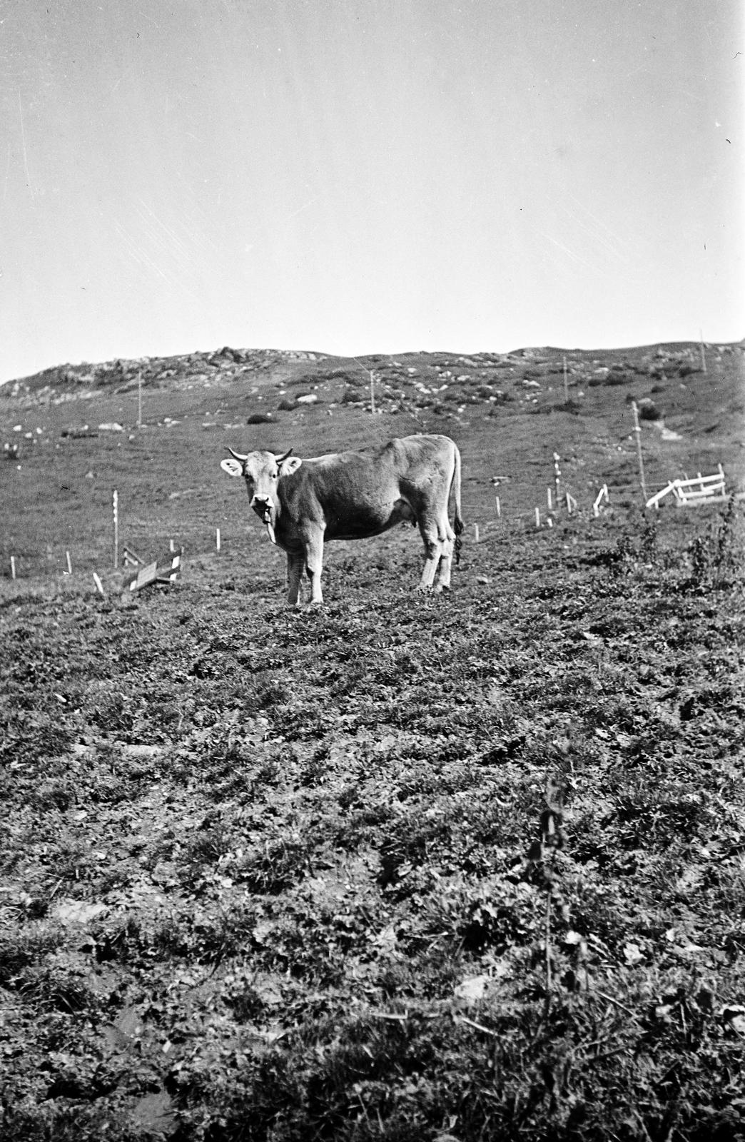 1930, Victor János dr., Fortepan #294290