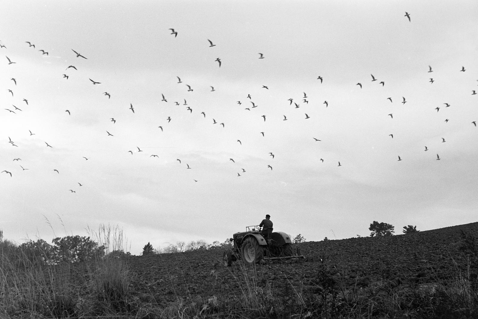 1961, Varga Péter, Best of, traktor, madár, Fortepan #294466