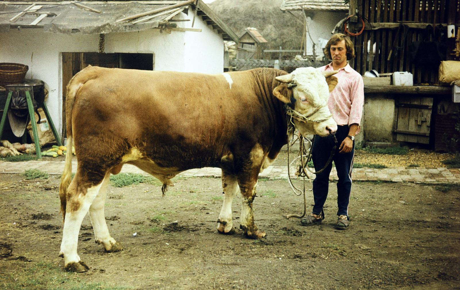 1977, Sári Katalin, Fortepan #294520