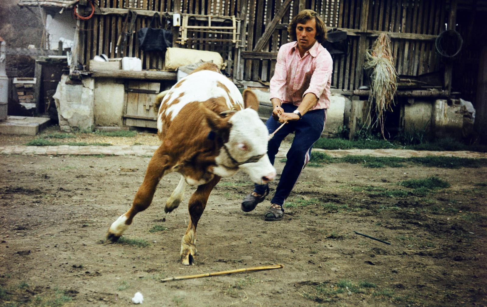 1977, Sári Katalin, cattle, colorful, Fortepan #294528