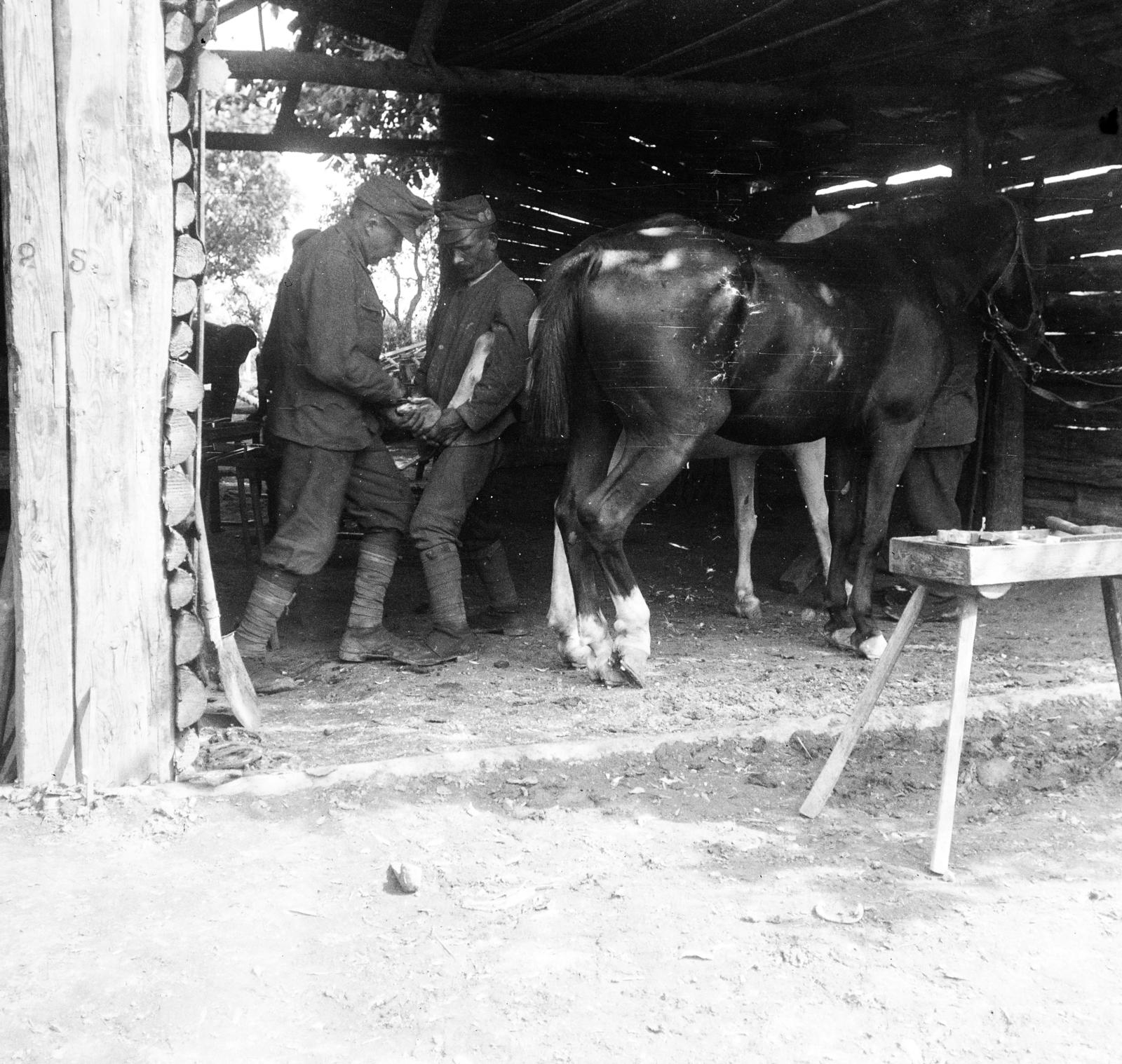 1917, Urbánné dr. Lux Judit, shoeing, photo aspect ratio: square, First World War, Fortepan #294625