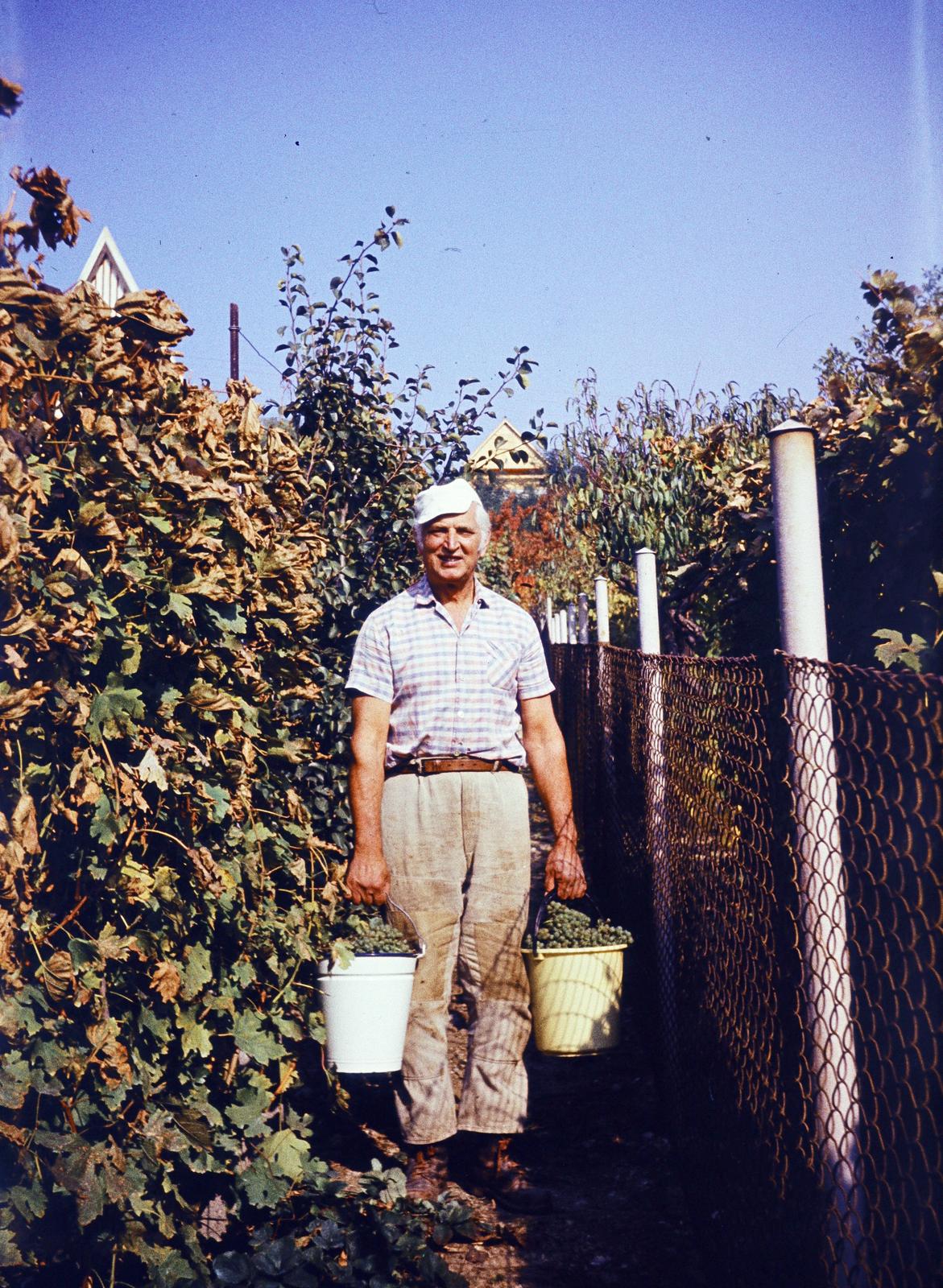 1974, Szilágyi Lajosné, Fortepan #294904