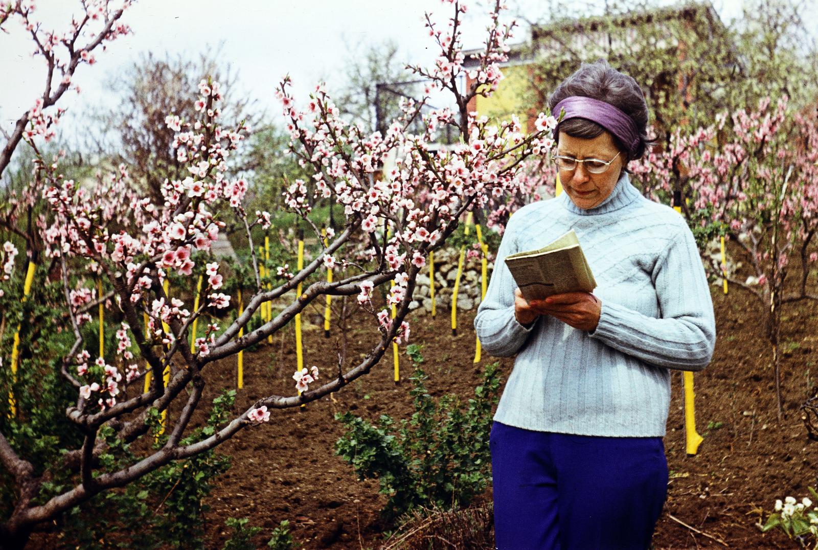 1974, Szilágyi Lajosné, színes, tavasz, rügyfakadás, olvasás, Fortepan #294905