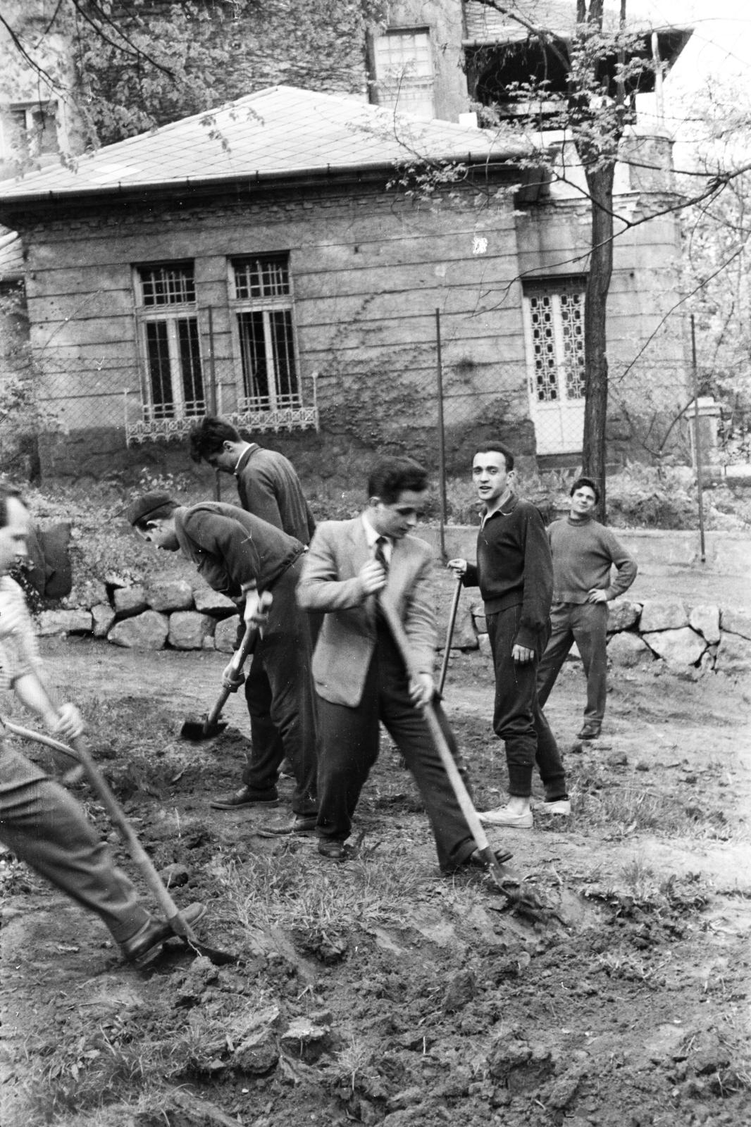 1959, Török Kálmán, társadalmi munka, fiúk, ásó, Fortepan #294968