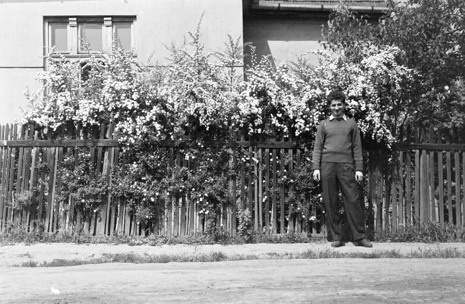 1960, Török Kálmán, léckerítés, növény, Fortepan #295024