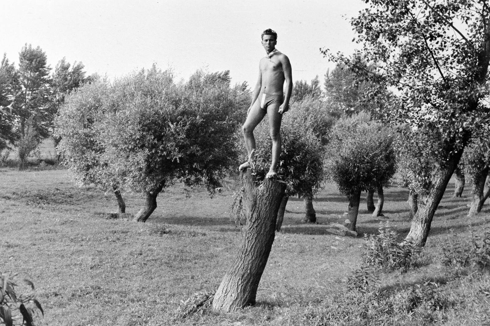 1960, Török Kálmán, Best of, tree trunk, slip, half-naked, Fortepan #295148