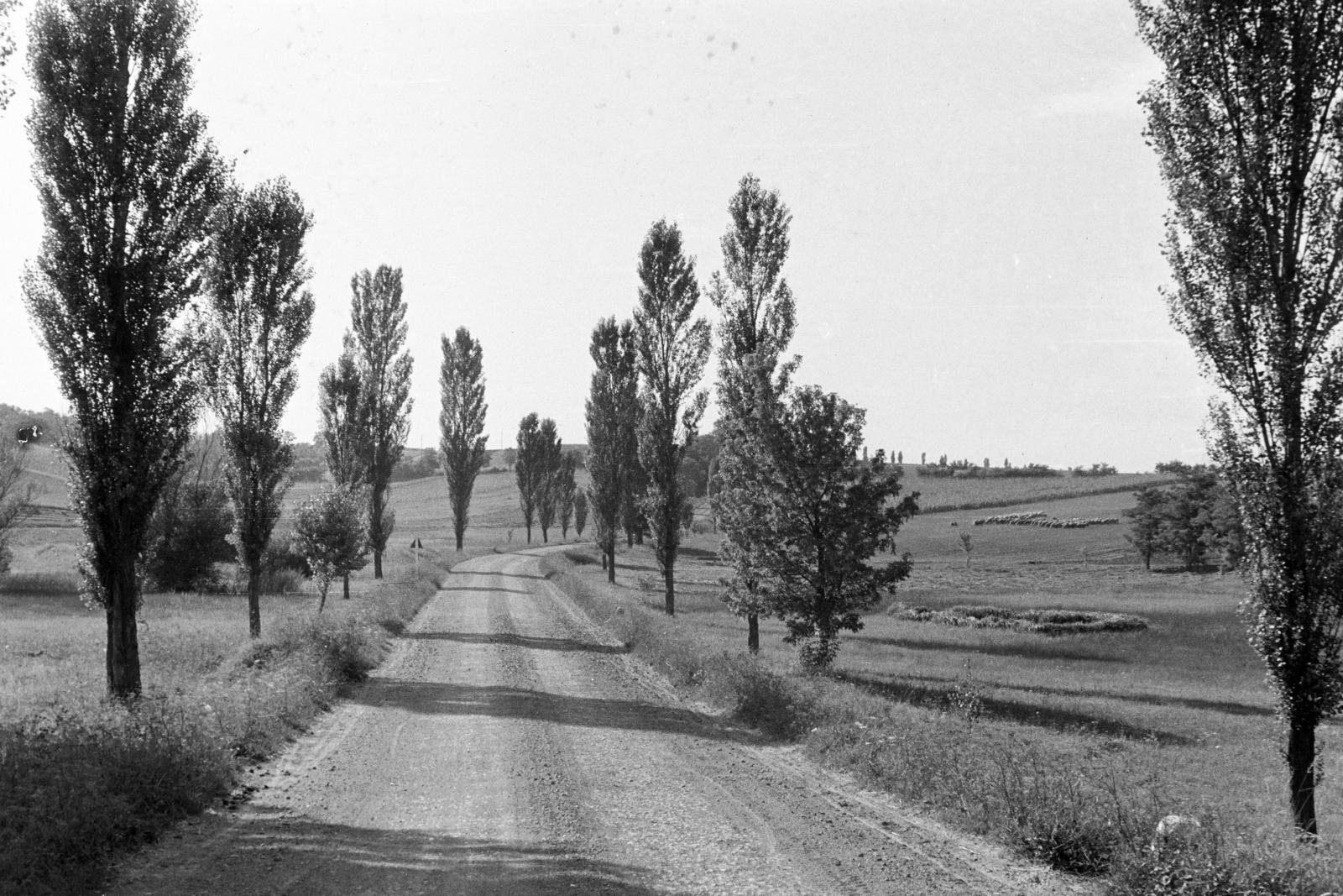 1958, Török Kálmán, földút, jegenyefasor, Fortepan #295171