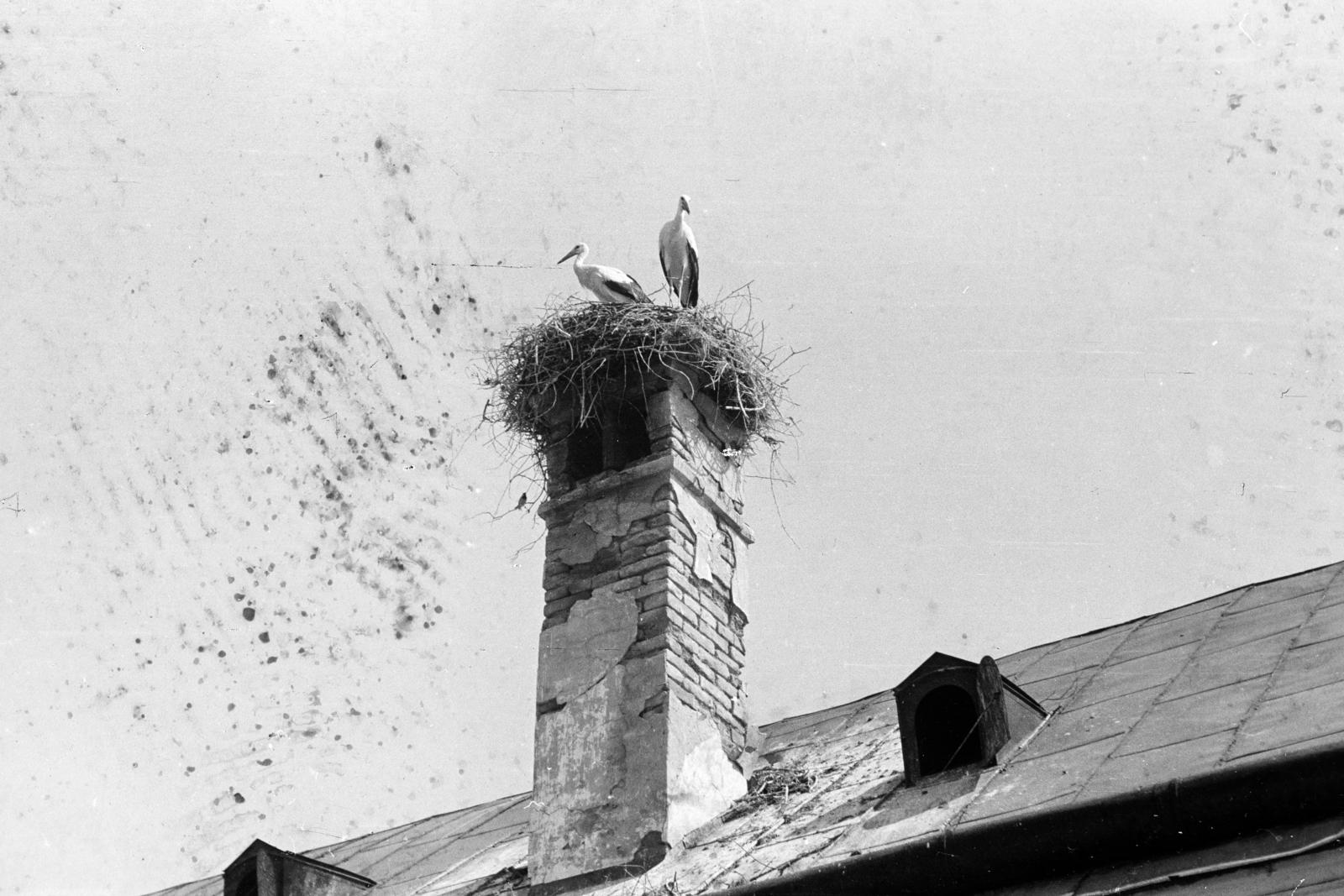 1958, Török Kálmán, stork nest, Fortepan #295177
