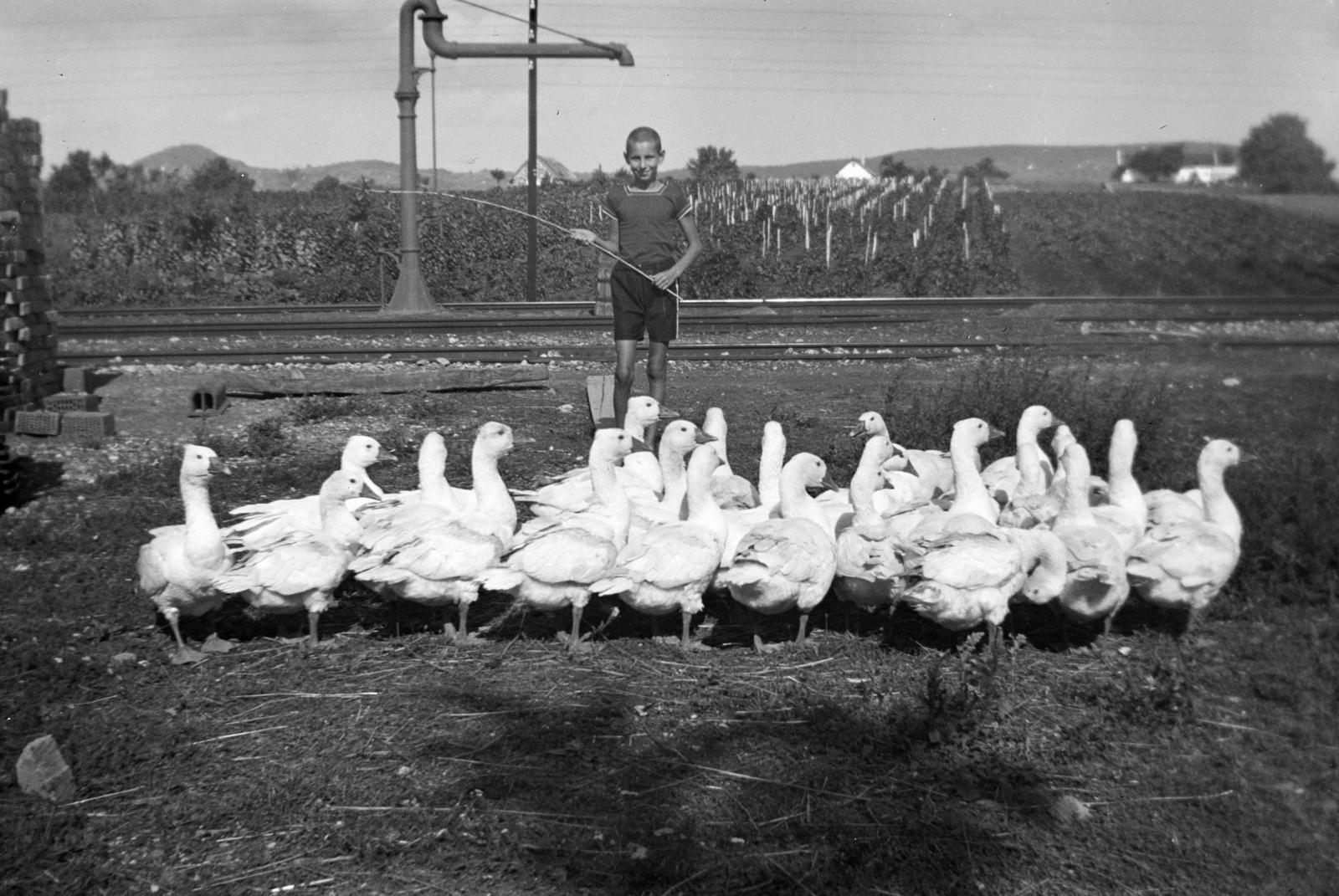 Magyarország,Balaton, Zánka, a felvétel Zánka-Köveskál vasútállomásnál készült., 1939, Botár Angéla, Best of, pásztor, liba, baromfi, Fortepan #295271