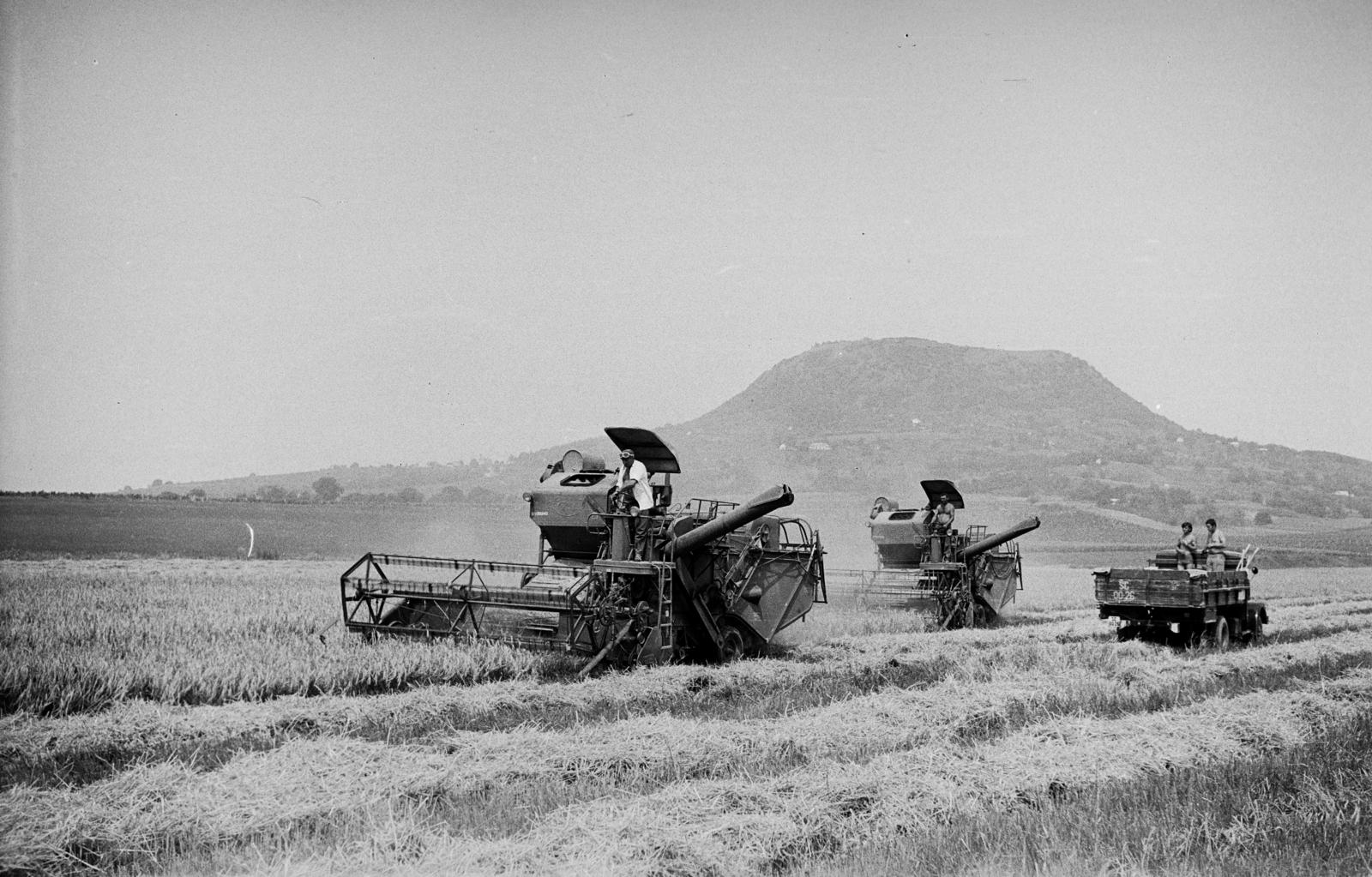 Magyarország, Káptalantóti, a felvétel aratáskor készült, háttérben a Csobánc., 1968, Németh András dr., napernyő, aratás, kombájn, búzatábla, Fortepan #295299