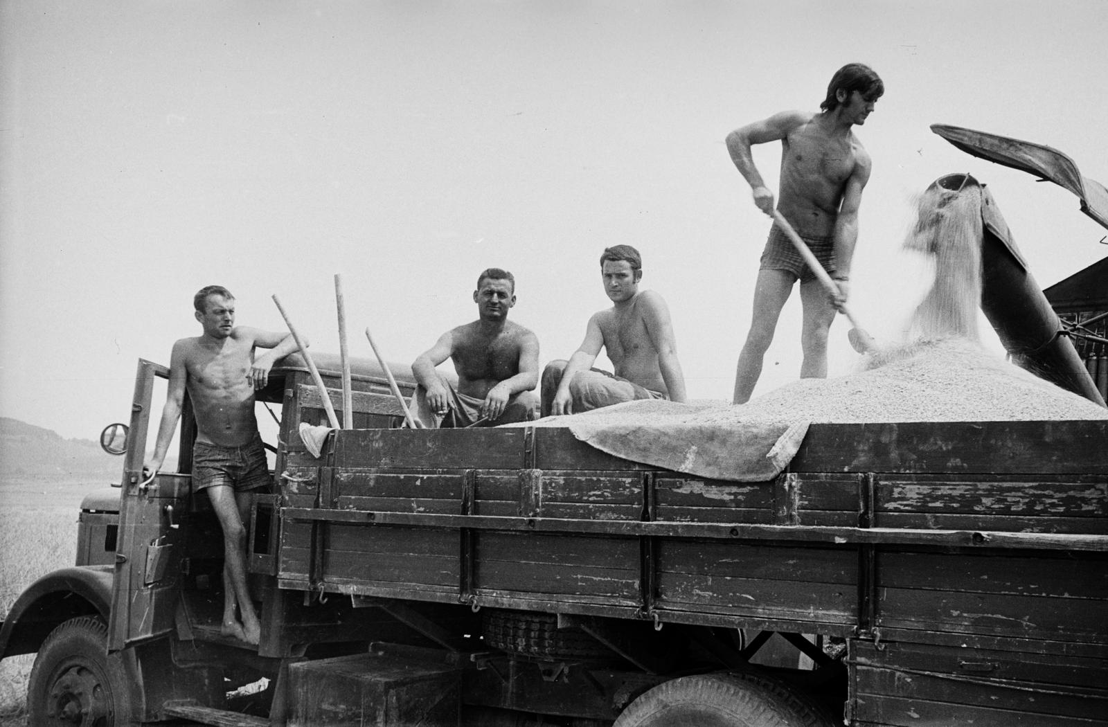 Hungary, a felvétel aratáskor készült., 1968, Németh András dr., harvest, grain, commercial vehicle, Csepel-brand, Fortepan #295301