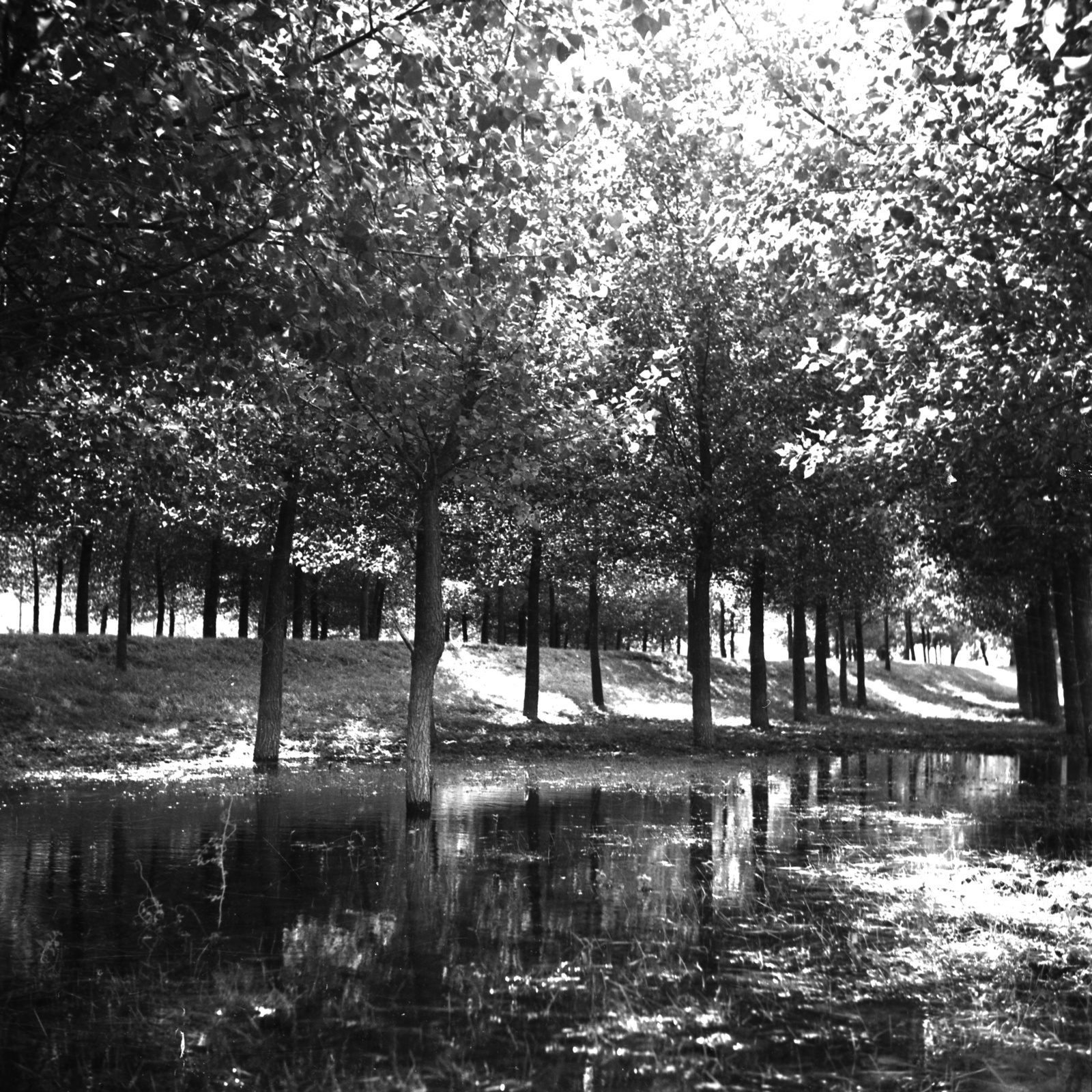 1938, Kölcsey Ferenc Dunakeszi Városi Könyvtár / Petanovits fényképek, water surface, flood, woods, Fortepan #29571
