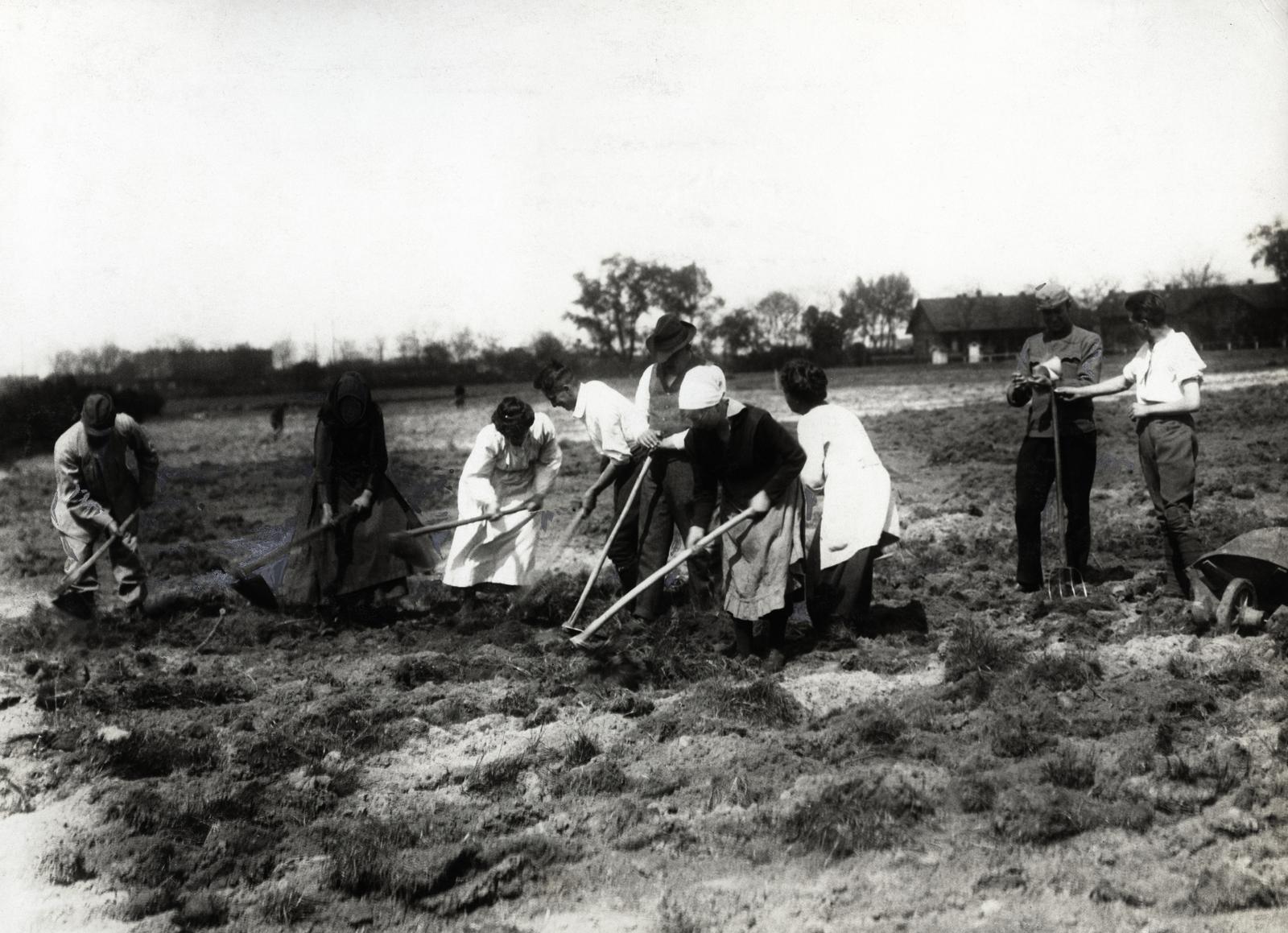 1919, Kieselbach Galéria, agriculture, Fortepan #296046
