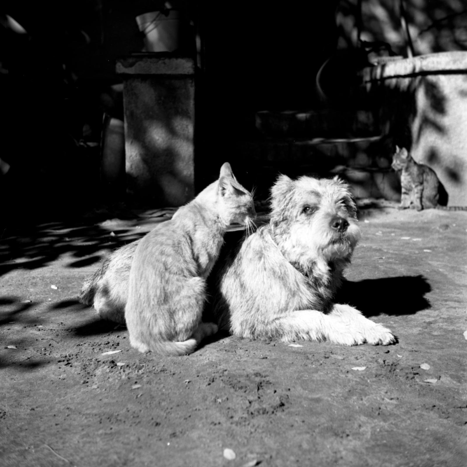 1938, Kölcsey Ferenc Dunakeszi Városi Könyvtár / Petanovits fényképek, dog, cat, friendship, Fortepan #29625