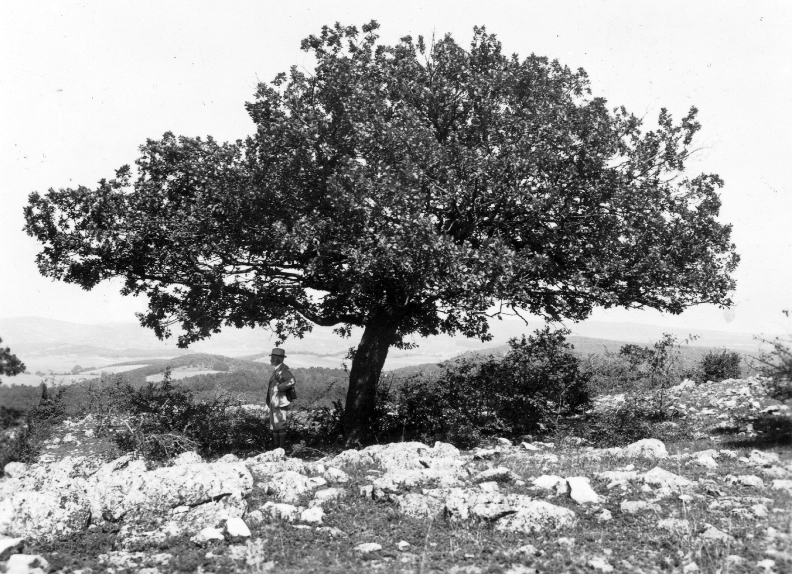 Magyarország, Aszófő, kilátás az Ágas-hegyről a Pécselyi-medencére. A viharvert tölgyfa alatt Cholnoky Jenő földrajztudós., 1939, Cholnoky Tamás, híres ember, magány, Fortepan #29862