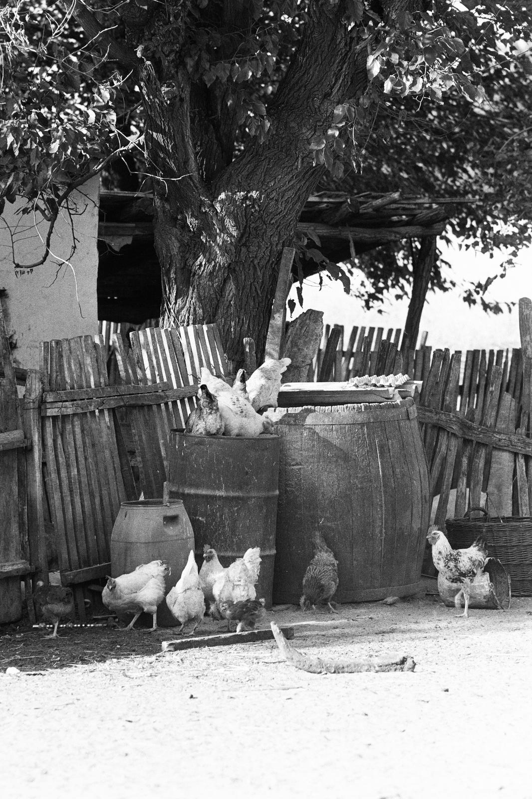 1972, Illés Zoltán, barrel, poultry, Fortepan #300203