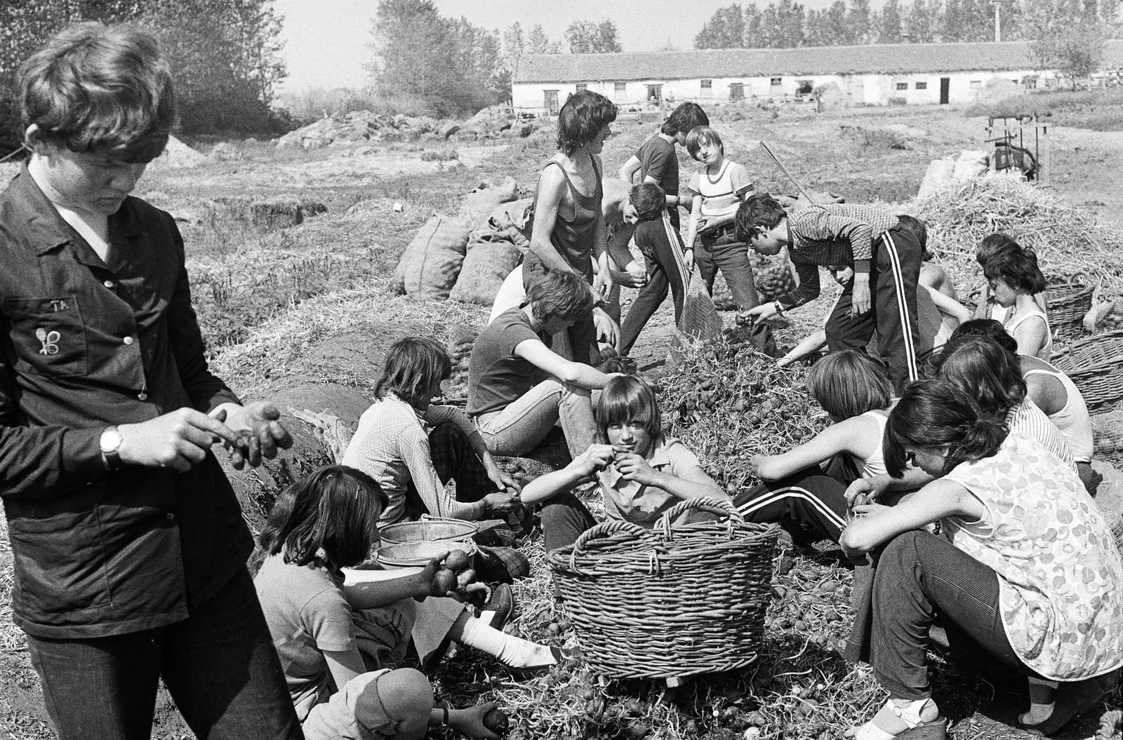 1981, Illés Zoltán, youth, volunteering, Fortepan #300220