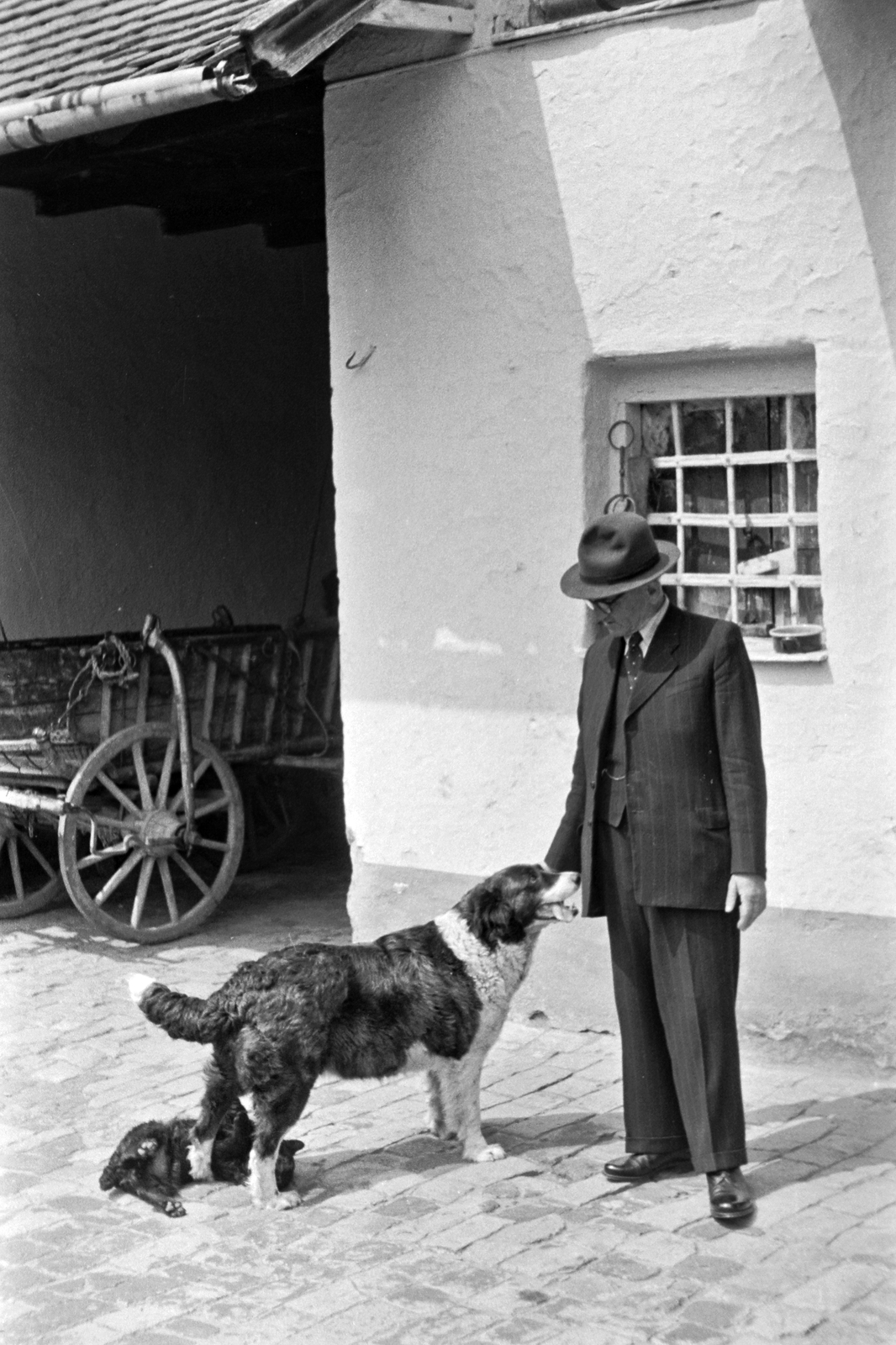 1954, Németh Tamás, hat, dog, chariot, Fortepan #30072