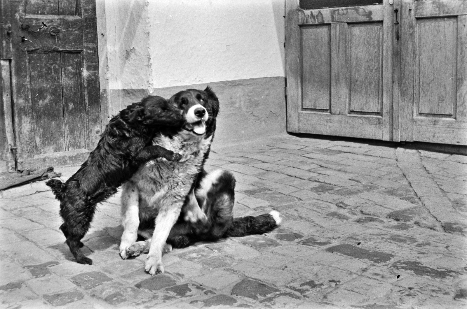 1954, Németh Tamás, dog, Fortepan #30073