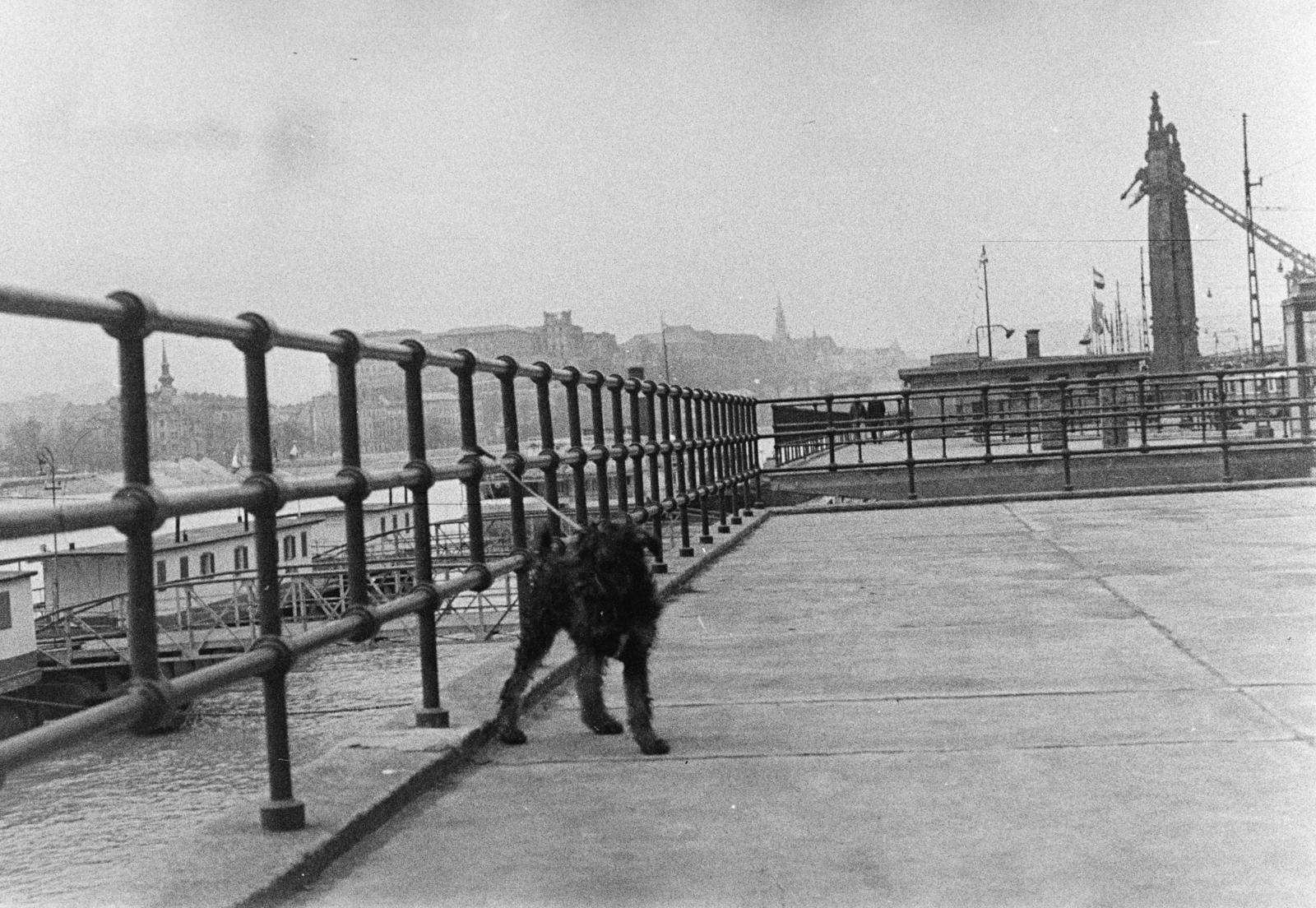 1955, Szalay János, Fortepan #300780