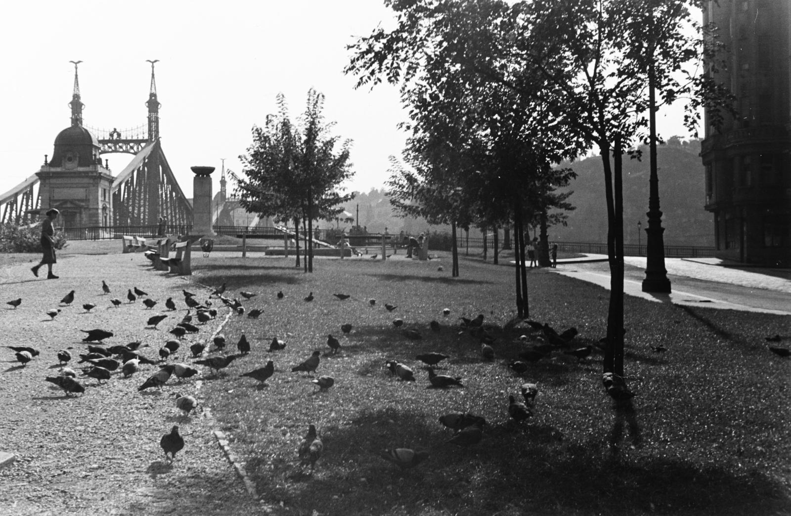 1955, Szalay János, Fortepan #300796