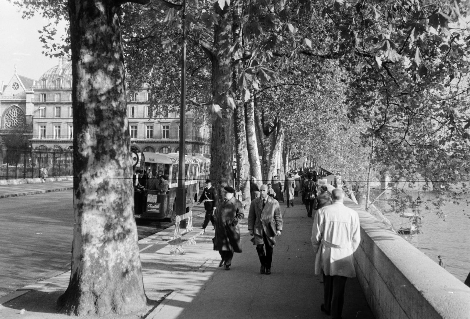 1960, Szalay János, platánfa, folyópart, Fortepan #300991