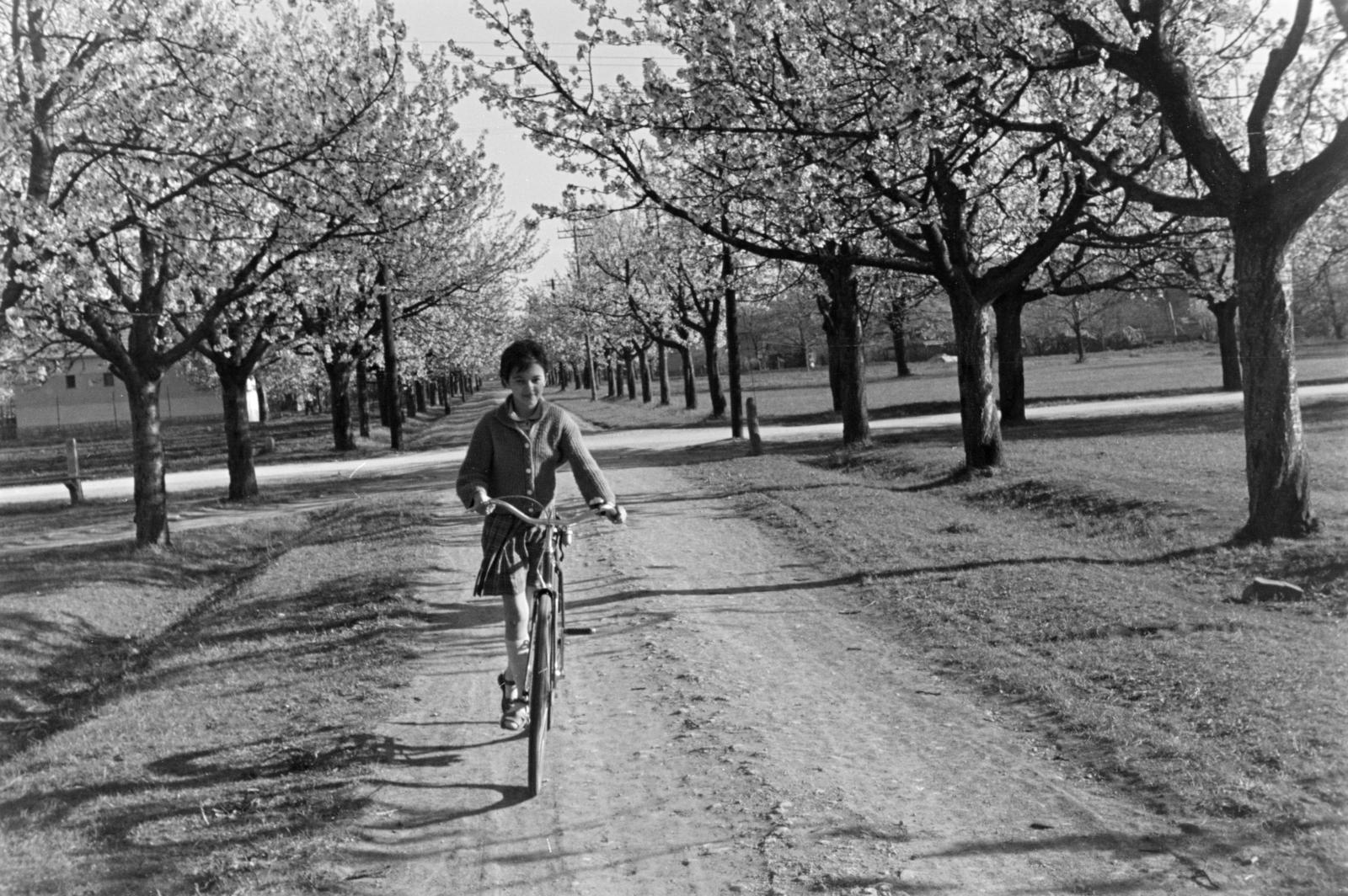 1962, Szalay János, bicycle, spring, dirt road, Fortepan #301134