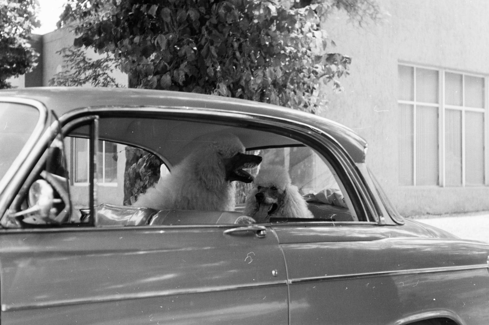 1962, Szalay János, poodle, Fortepan #301335