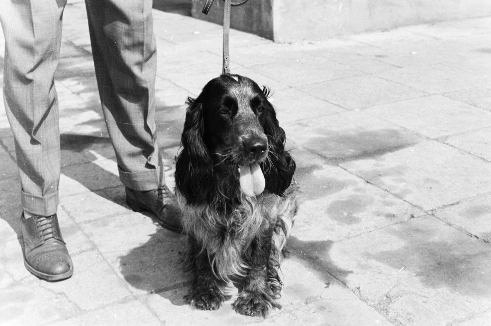 1962, Szalay János, spaniel, Fortepan #301336