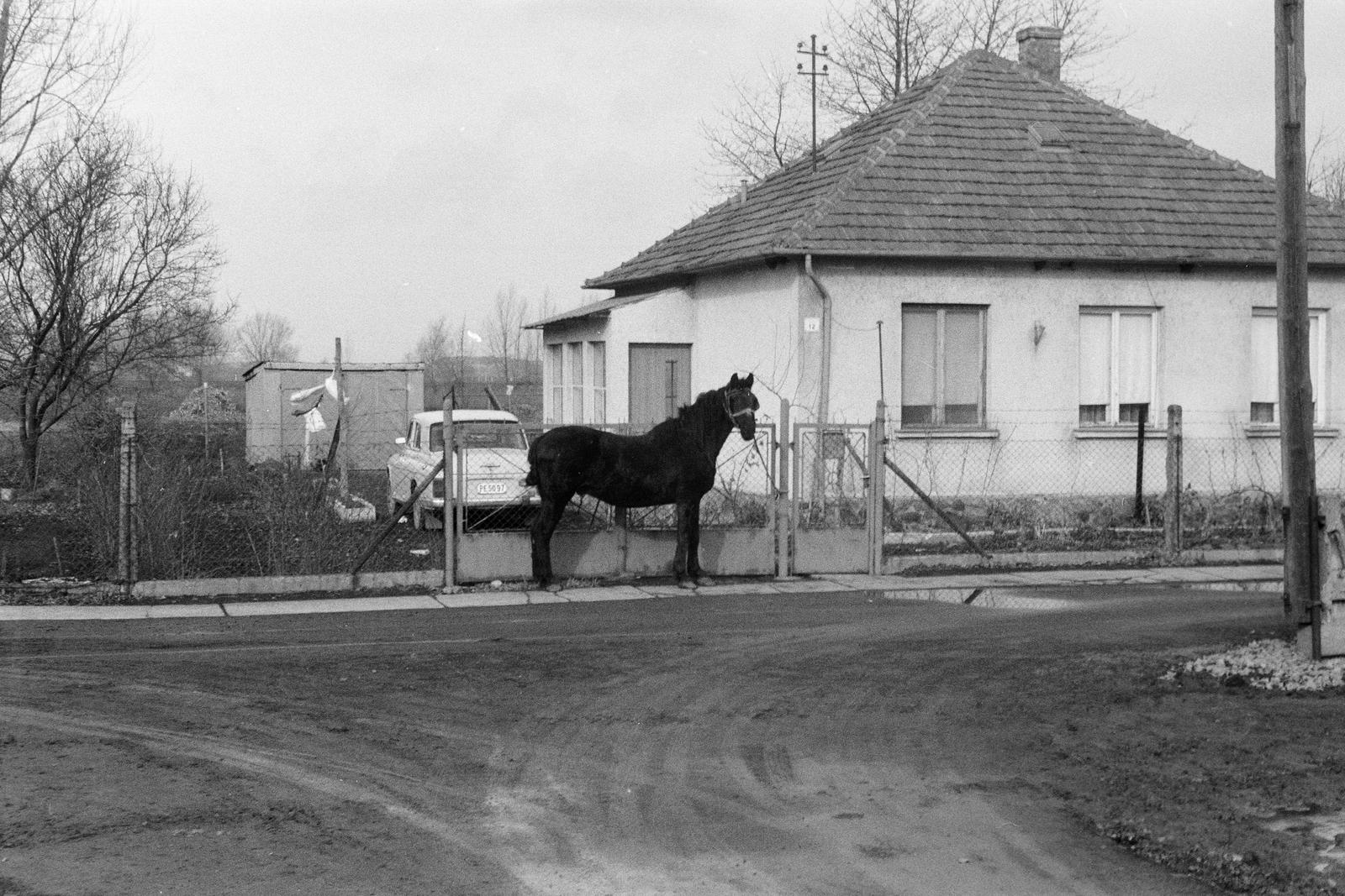 1982, Szaller Károly, horse, Fortepan #301637
