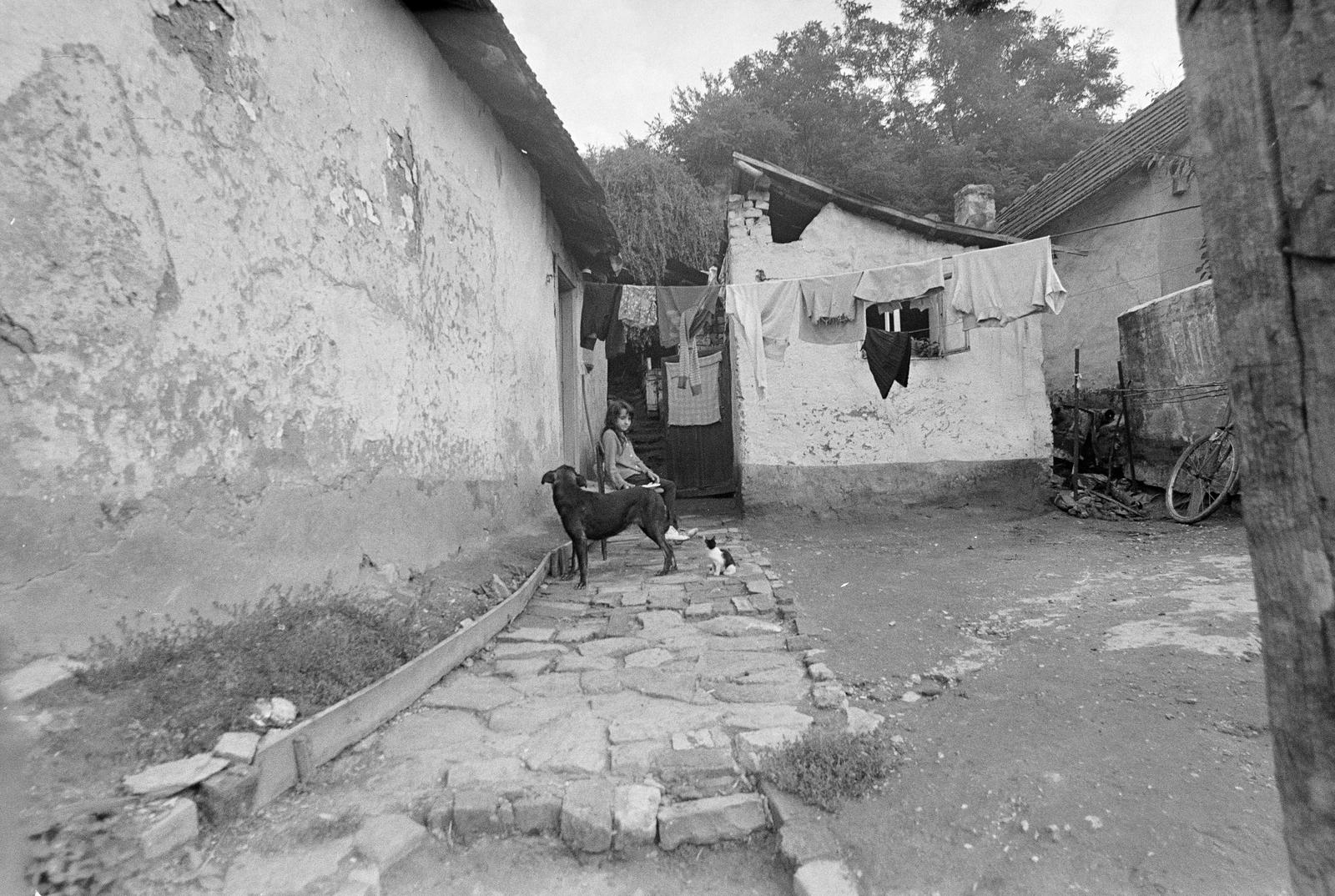 Hungary, Rakaca, 1980, Szaller Károly, Best of, yard, hanging clothes, poverty, cat, dog, clothes-horse, Fortepan #301746