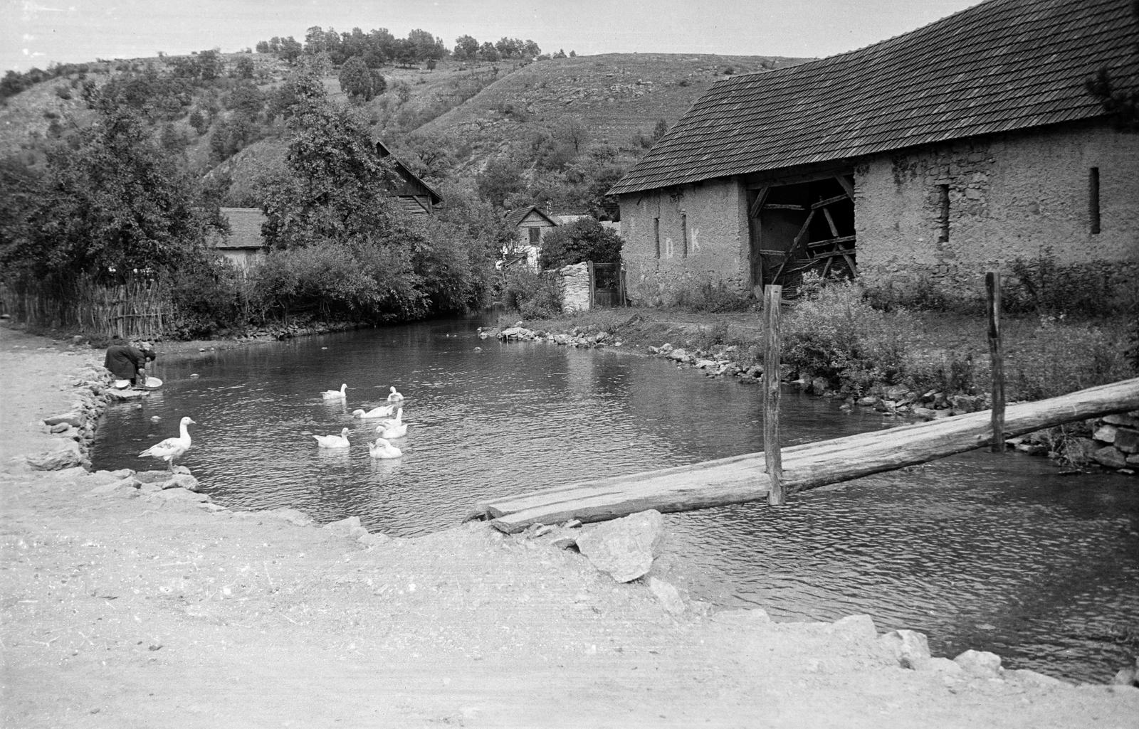 Hungary, Jósvafő, a Jósva patak., 1961, Szalontai Tamás, poultry, shore, karst, plank, Fortepan #301804