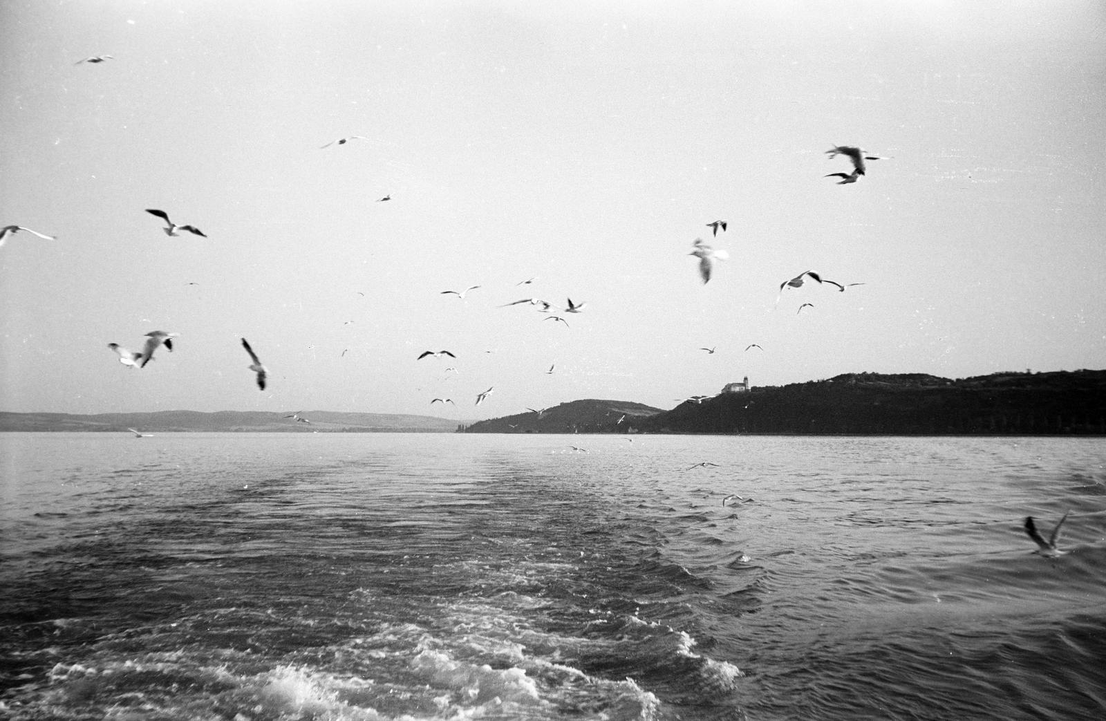 Magyarország,Balaton, Tihany, szemben a Tihanyi-félsziget, fenn a Bencés Apátság., 1963, Szalontai Tamás, hullámzás, sirály, Fortepan #301833