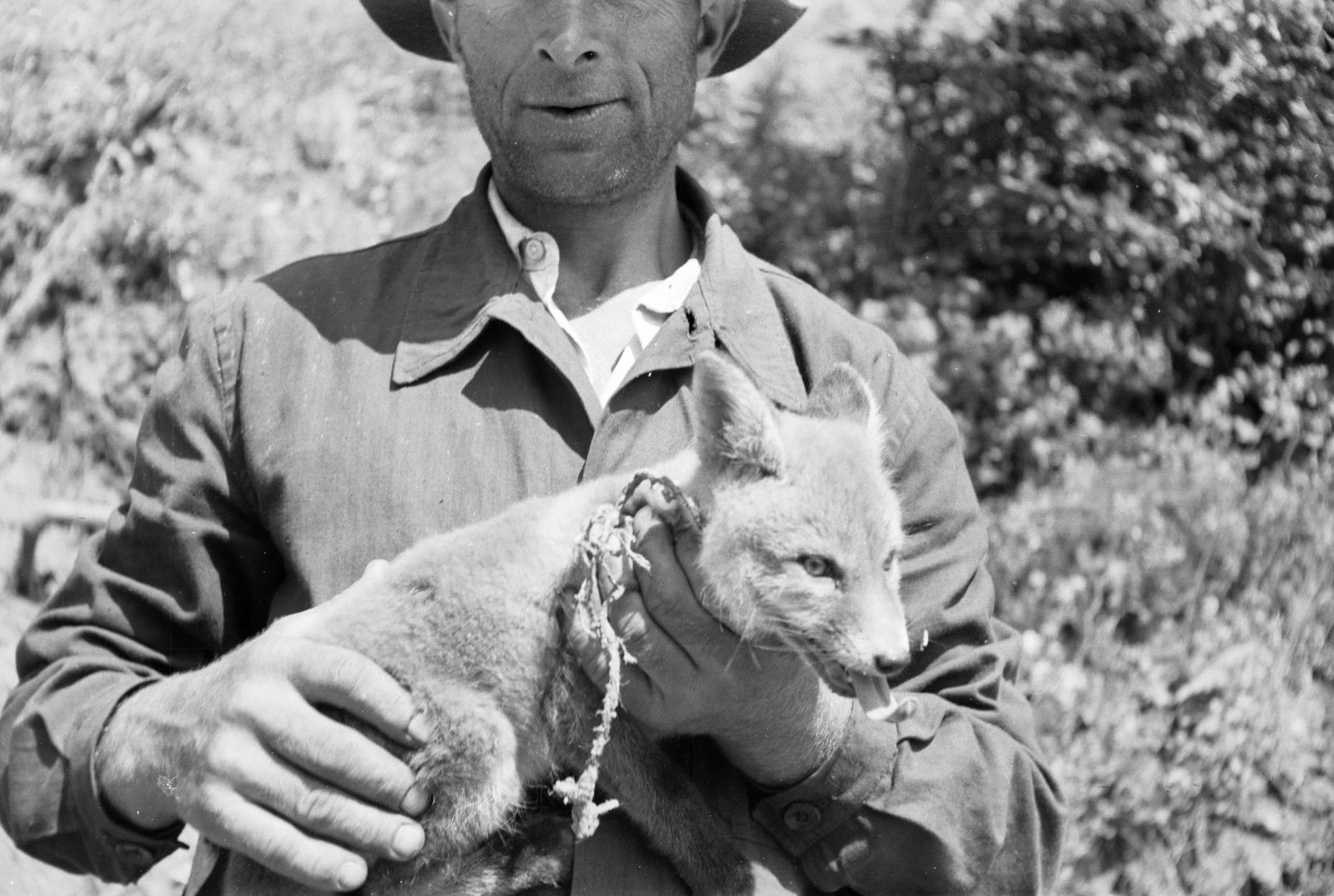 1964, Szalontai Tamás, fox, hold in arms, Fortepan #301918