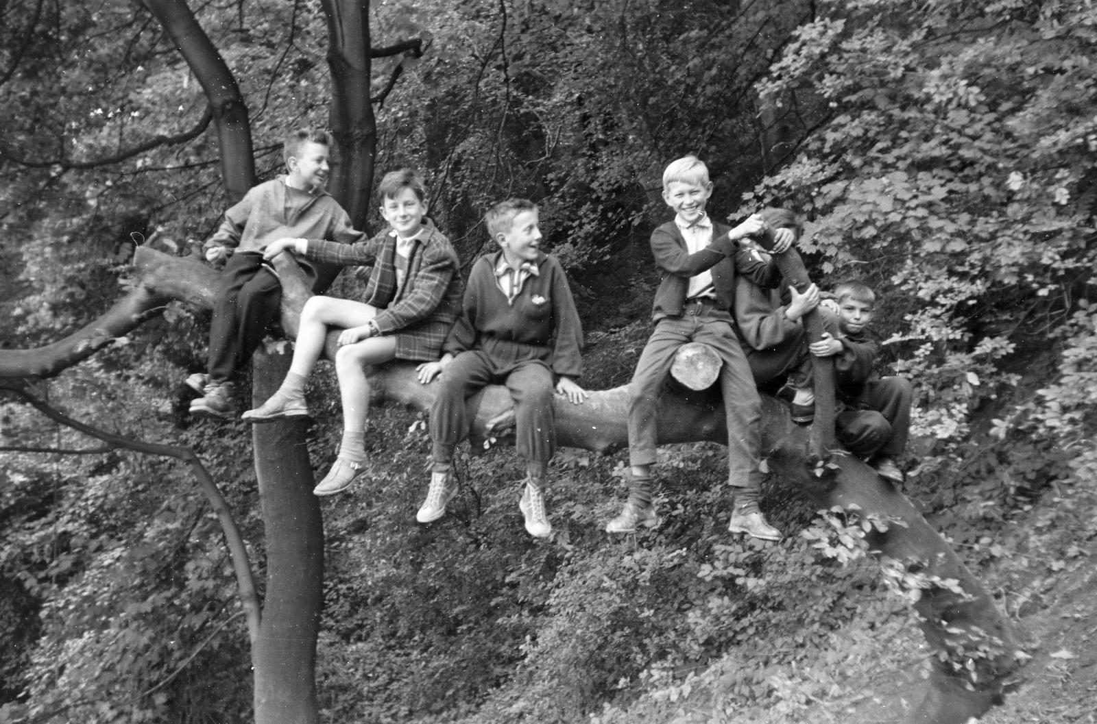 1960, Szalontai Tamás, sitting, boys, sitting on a tree, Fortepan #301964