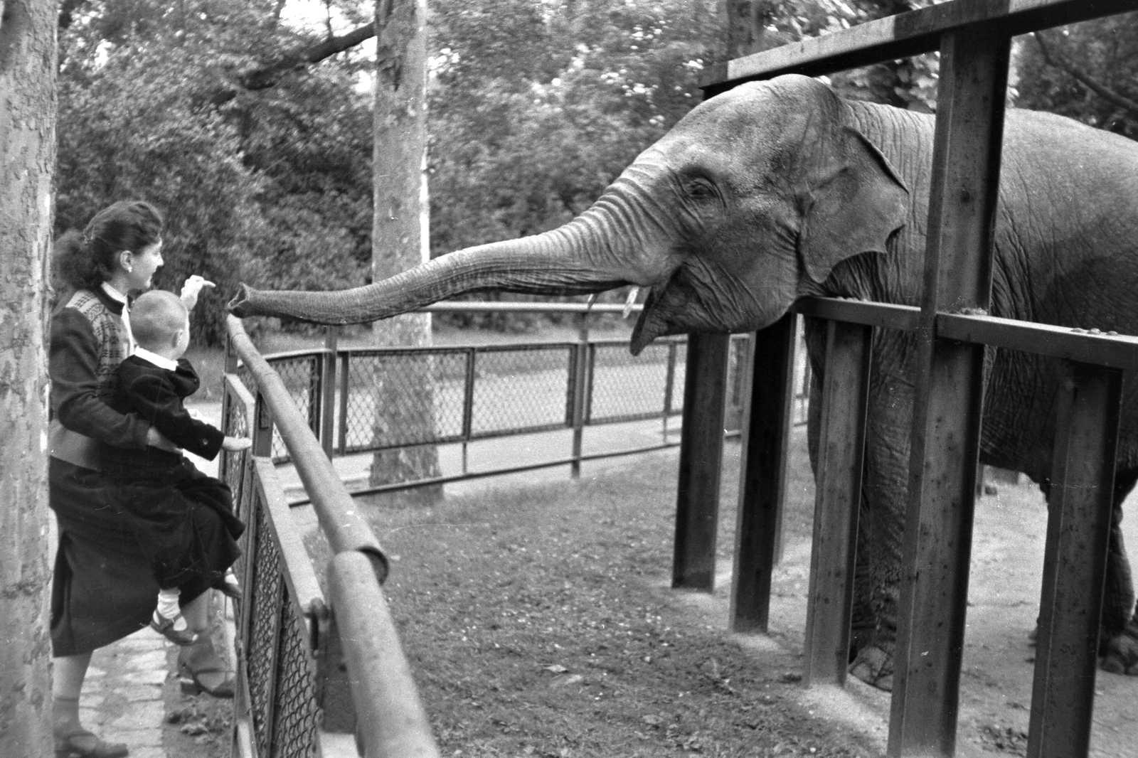 Hungary, Zoo, Budapest XIV., 1957, Németh Tamás, elephant, Budapest, Fortepan #30202